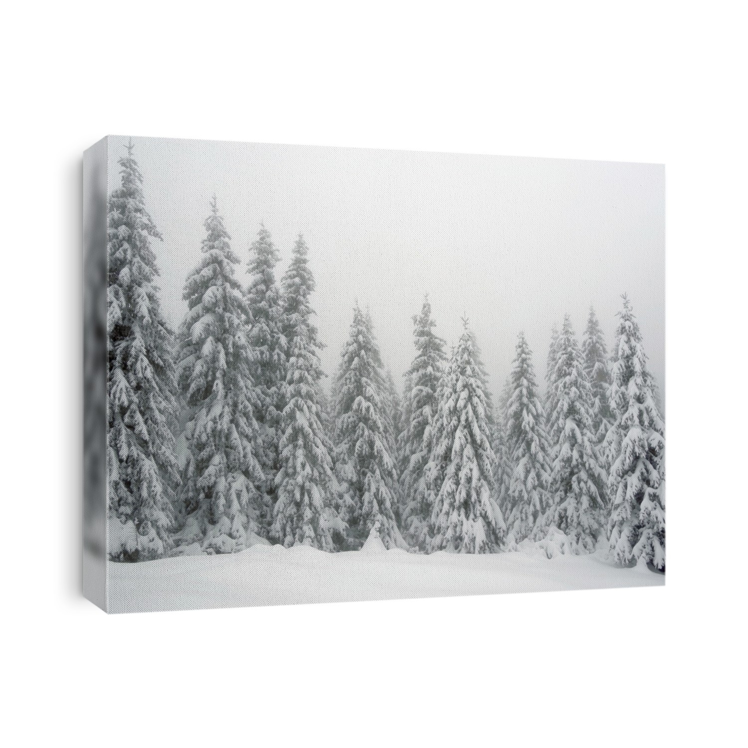 Black and white winter landscape, snowy winter trees. Winter snowy day scene. Monochromatic winter background, panoramic forest view