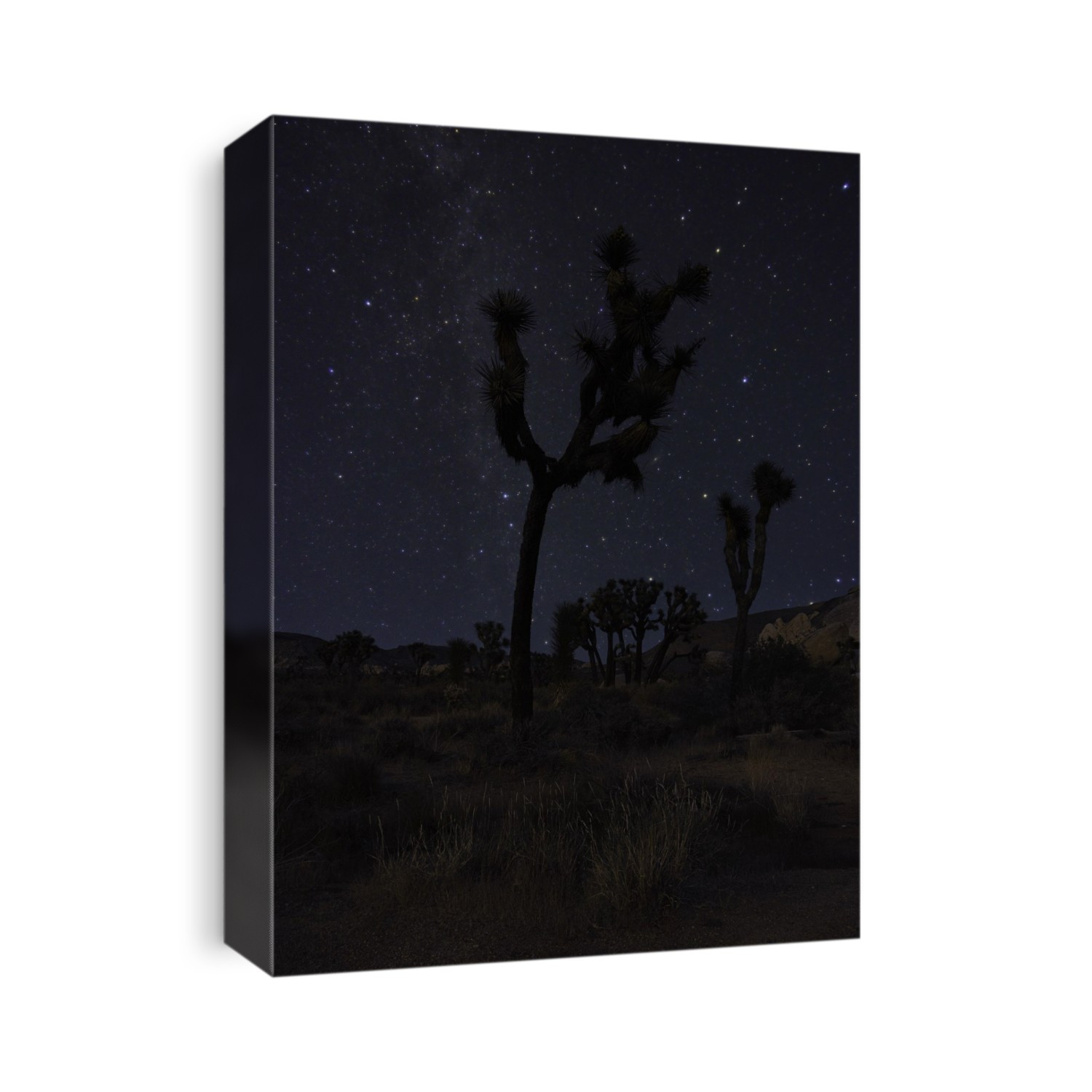 Singular  Joshua Tree against the night sky