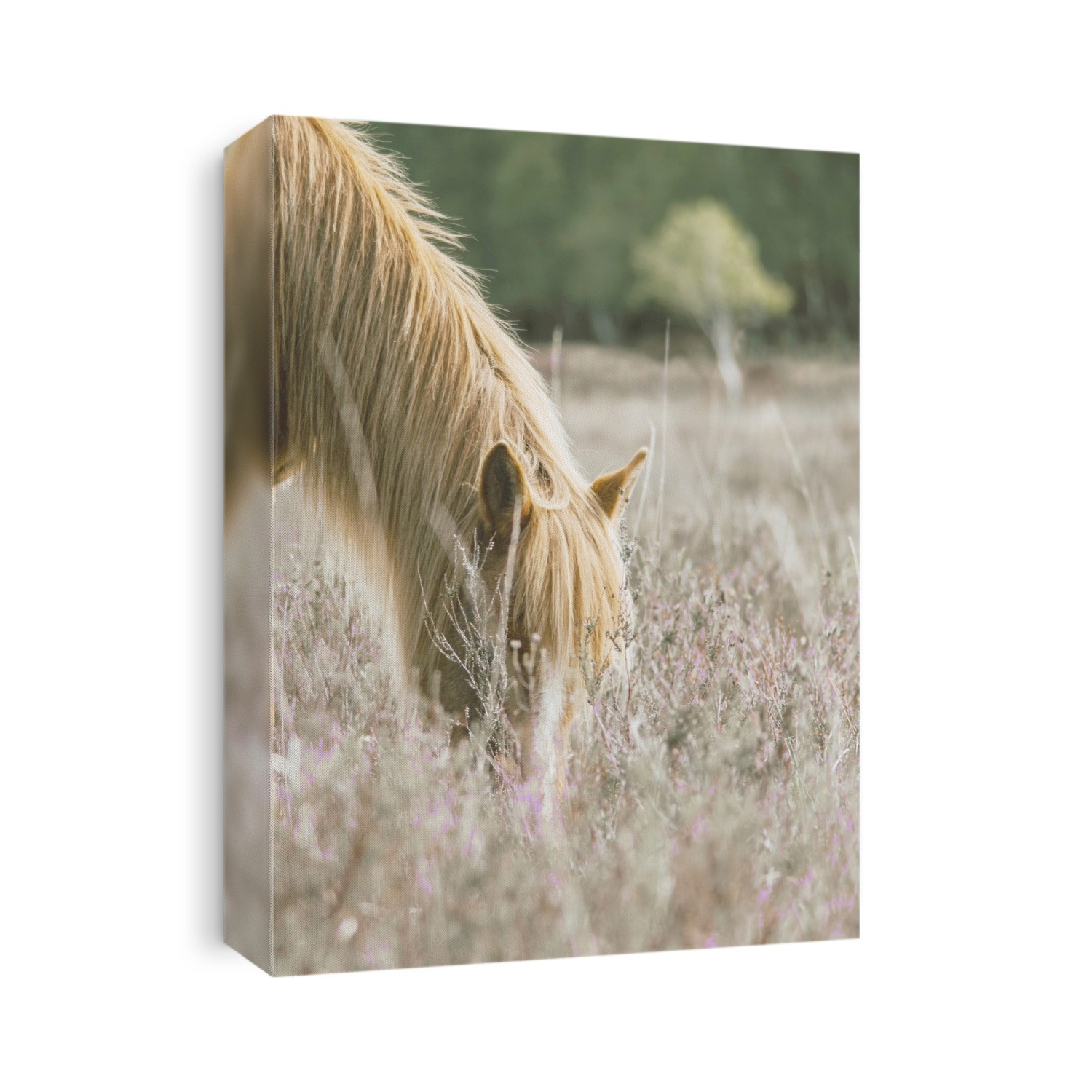 Horse grazing in the meadow