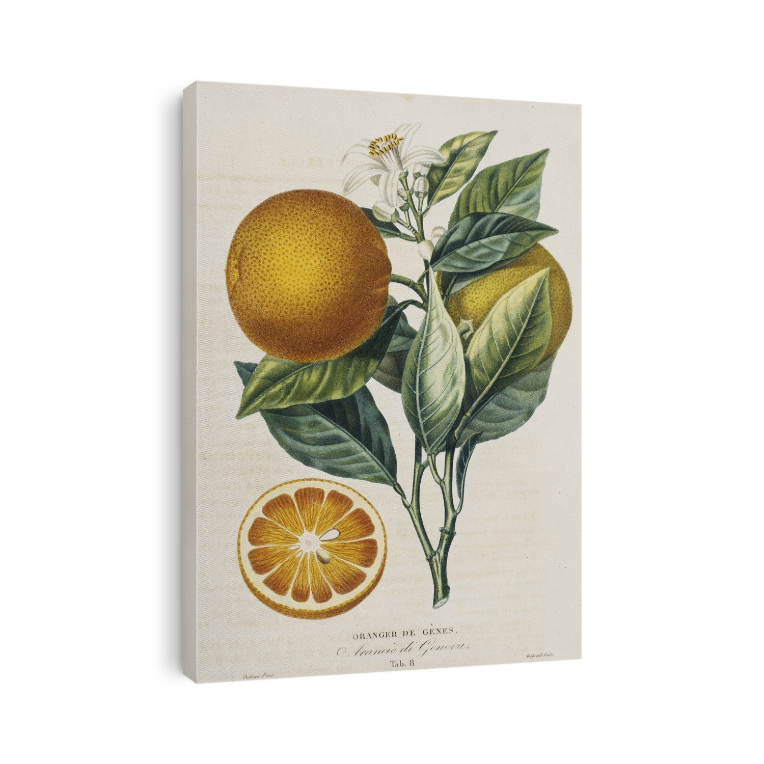 Orange tree (Citrus sinensis) with flowers and fruits. Artwork from 'Histoire naturelle des Orangers ' by Antoine Risso (1818-1820).