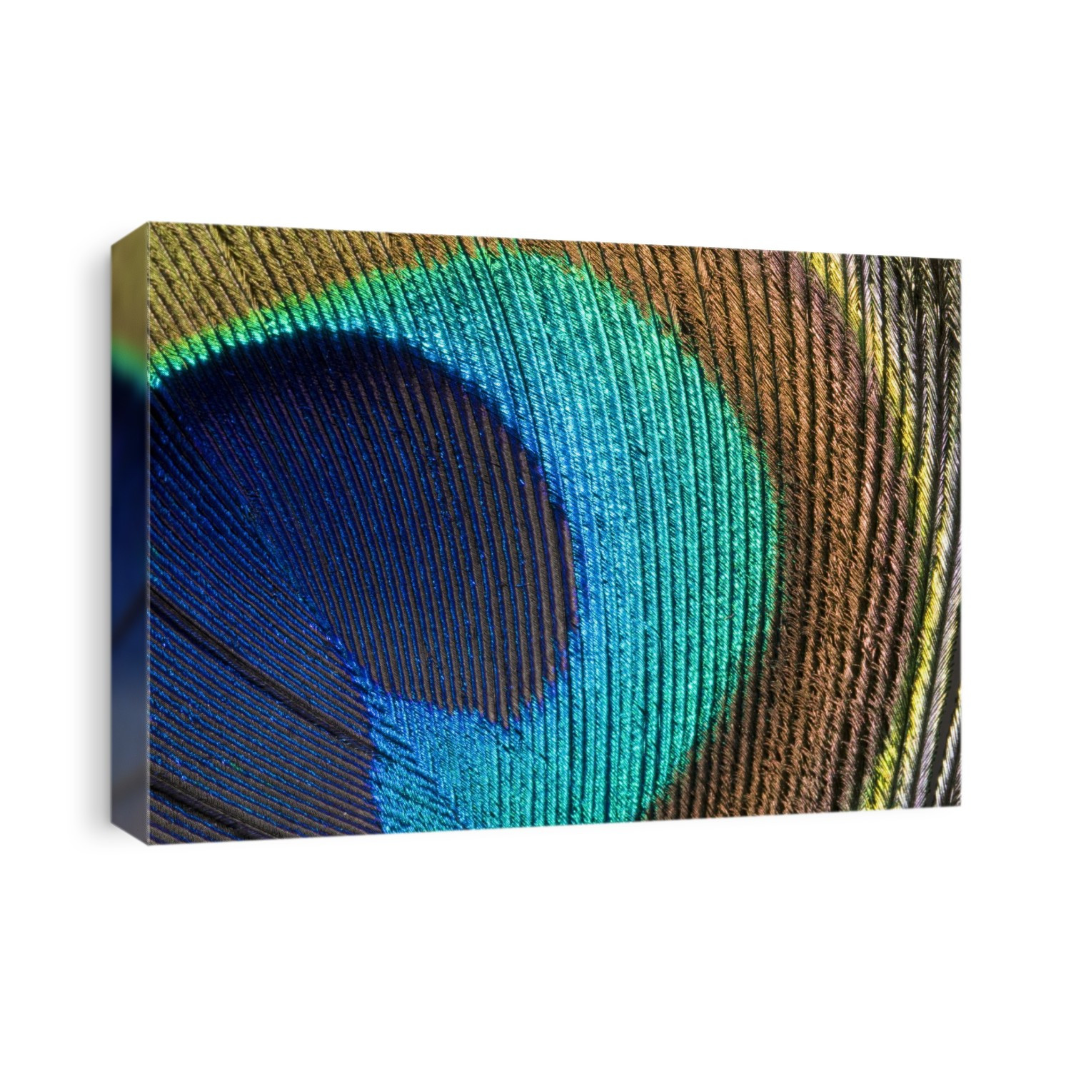 Macro abstract of a section of a peacock's feather (Pavo cristatus) showing the vivid colours and intricate detail. Norfolk, UK.