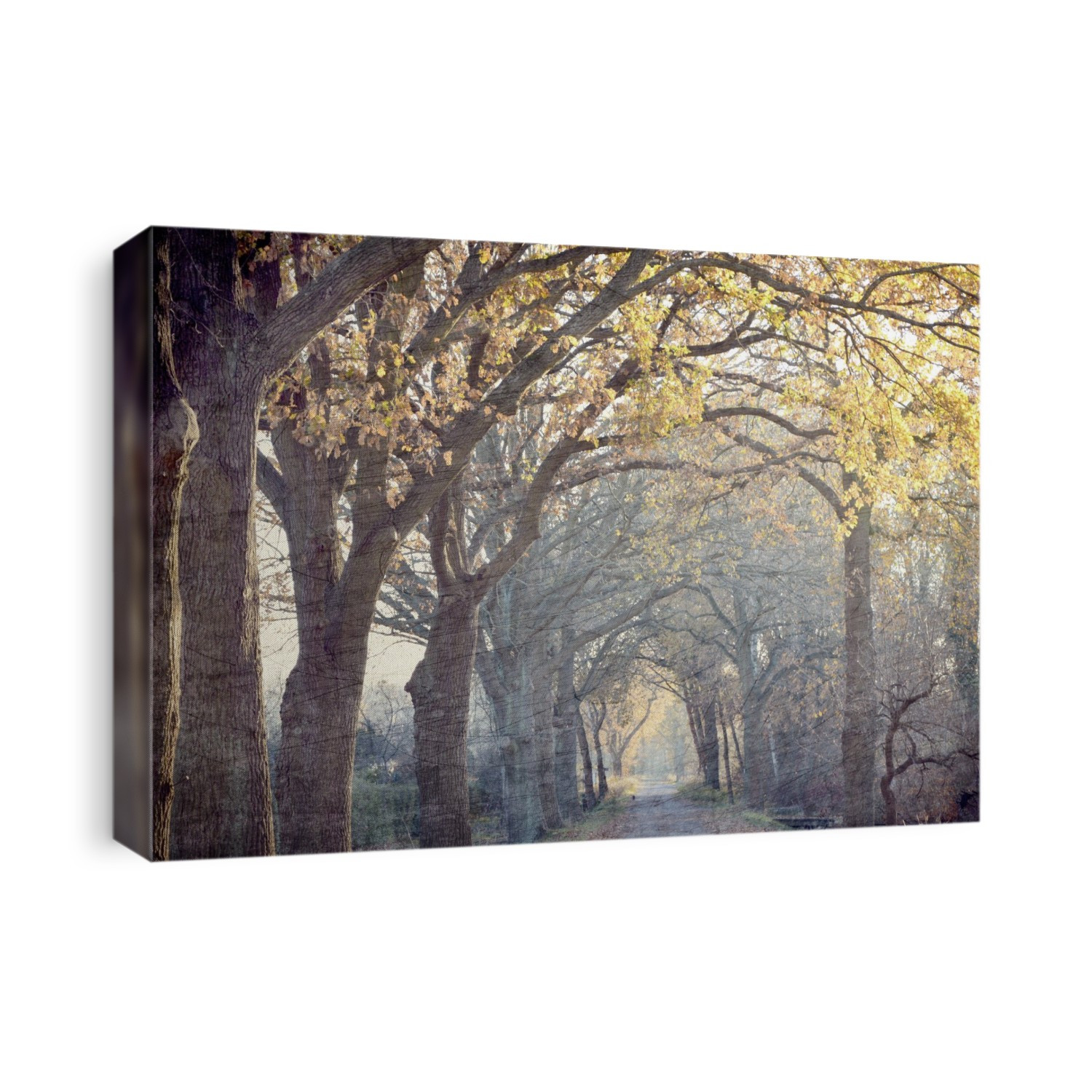 Trees
