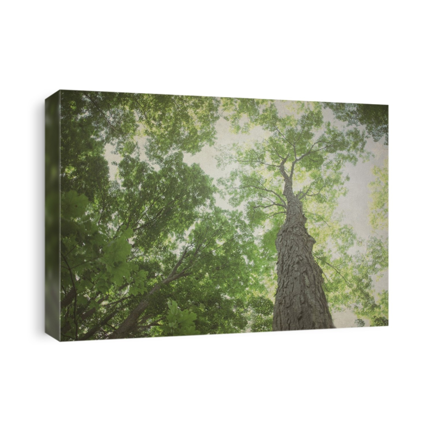 Trees