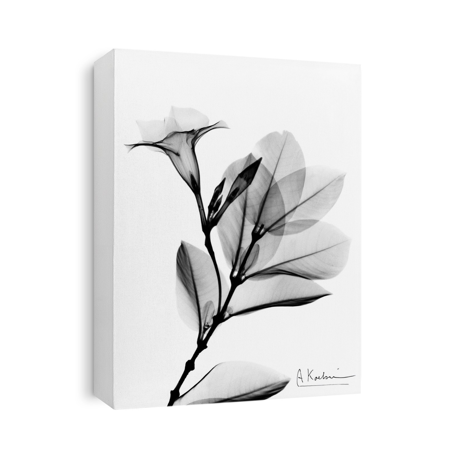 Xray Photography