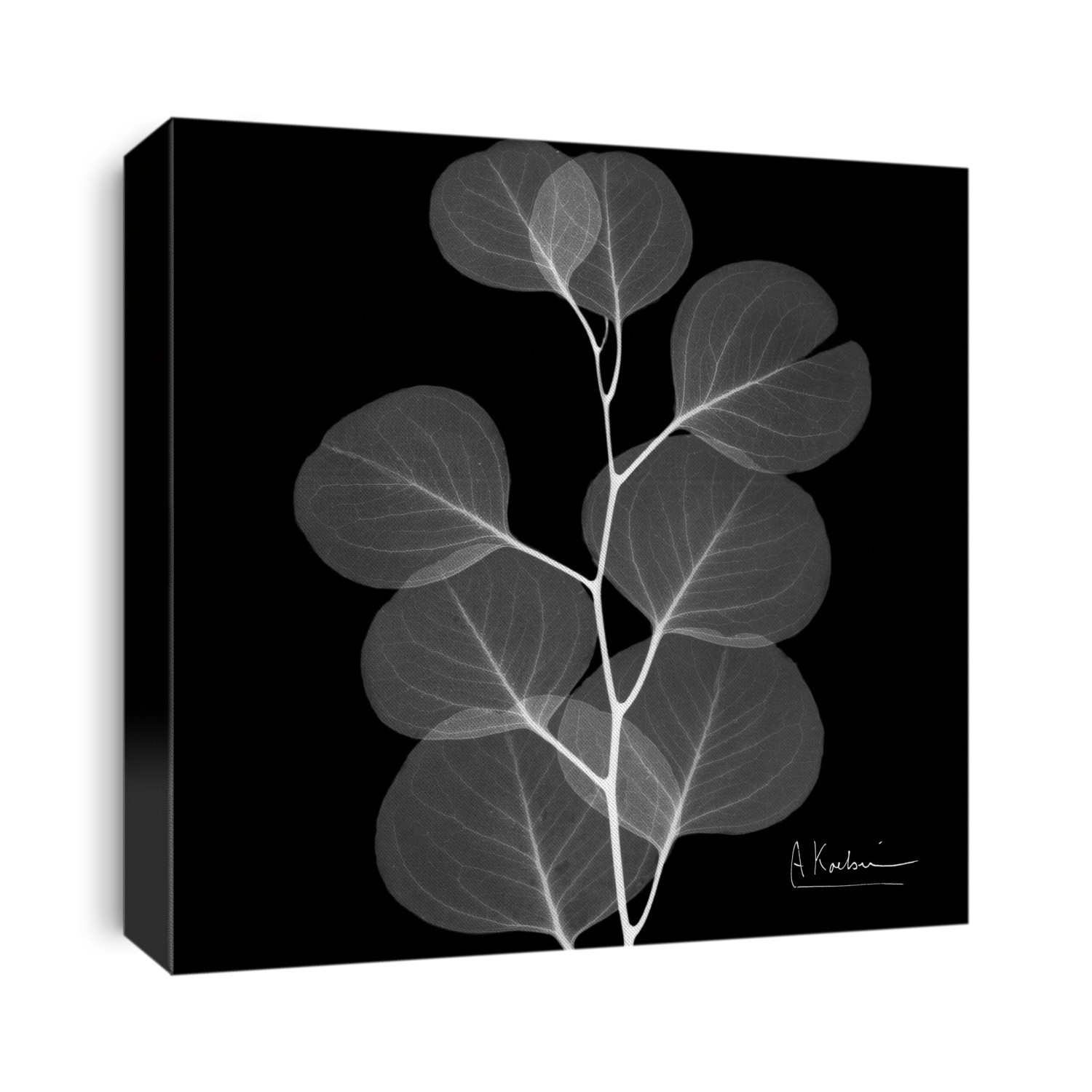 Xray Photography