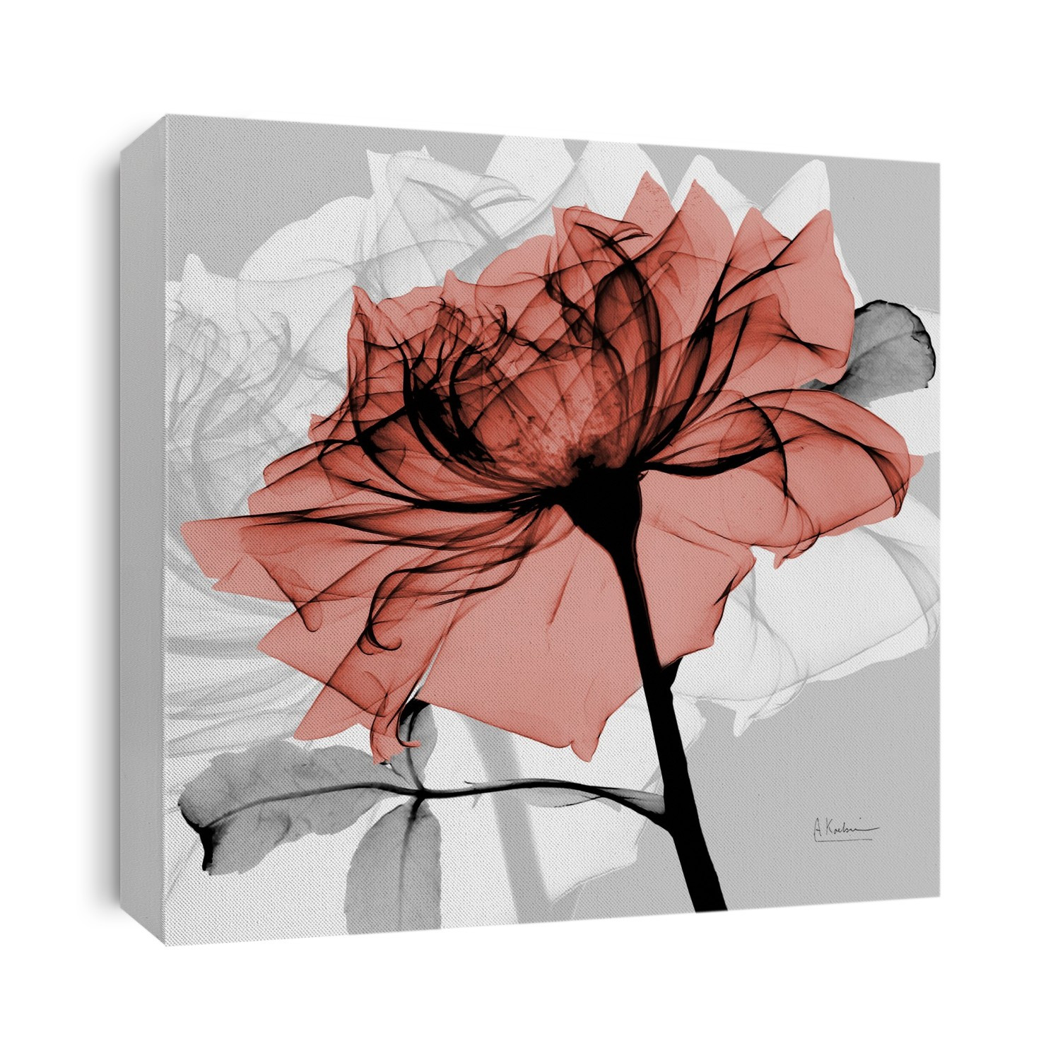 Xray Photography