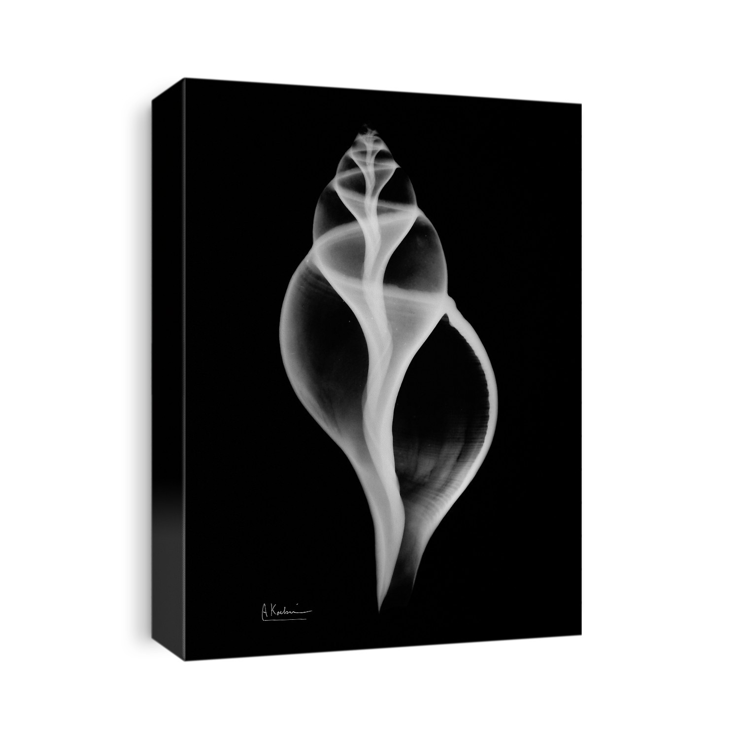 Xray Shells