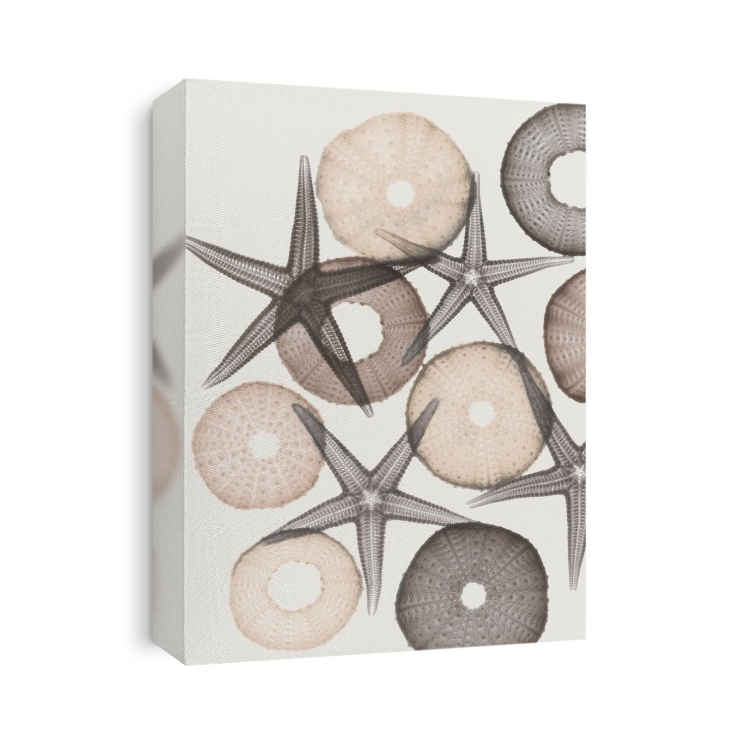 Xray Shells