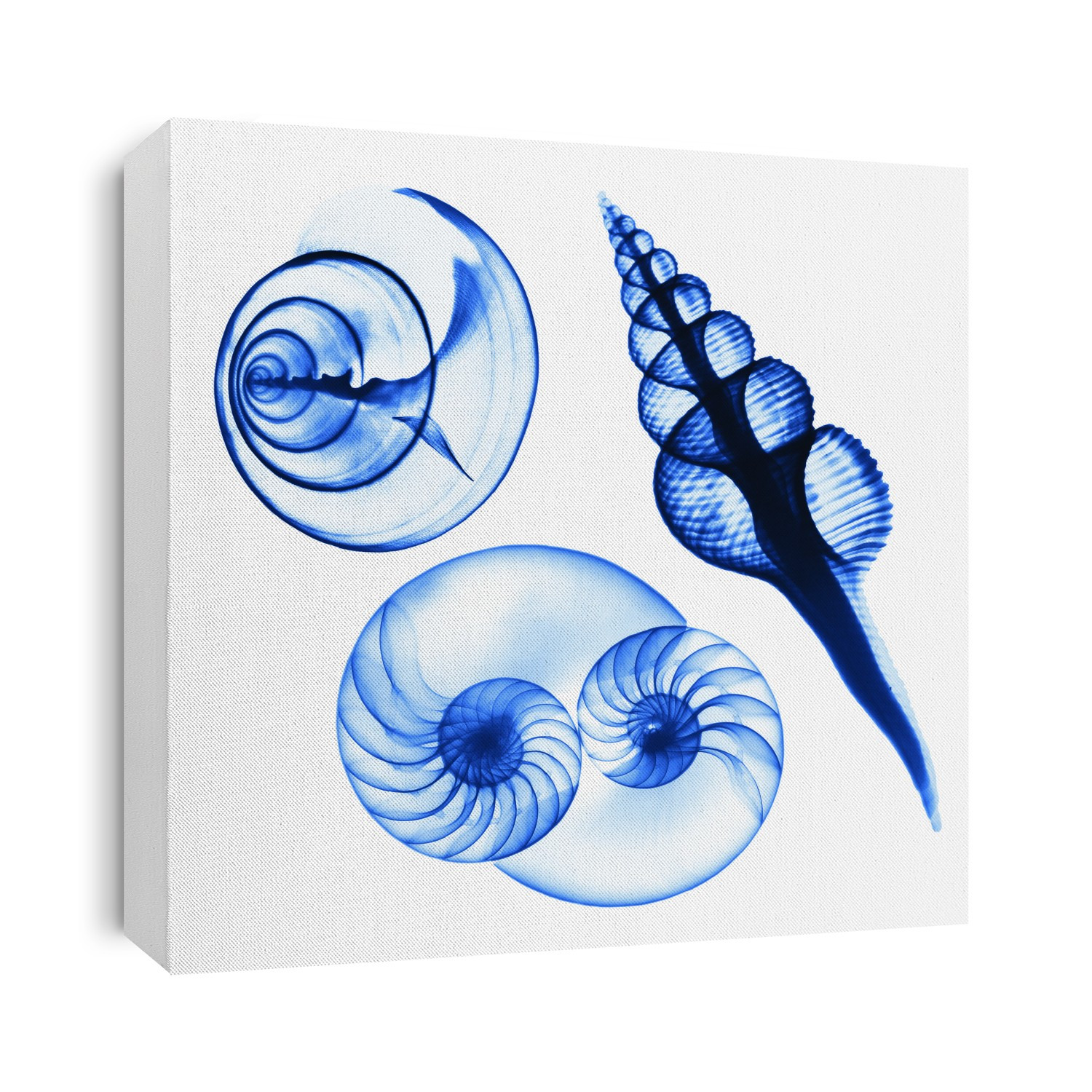 Xray Shells