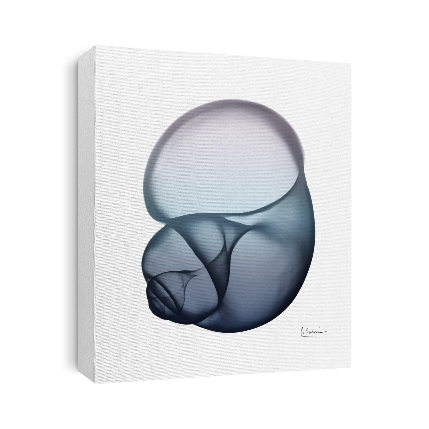 Xray Shells