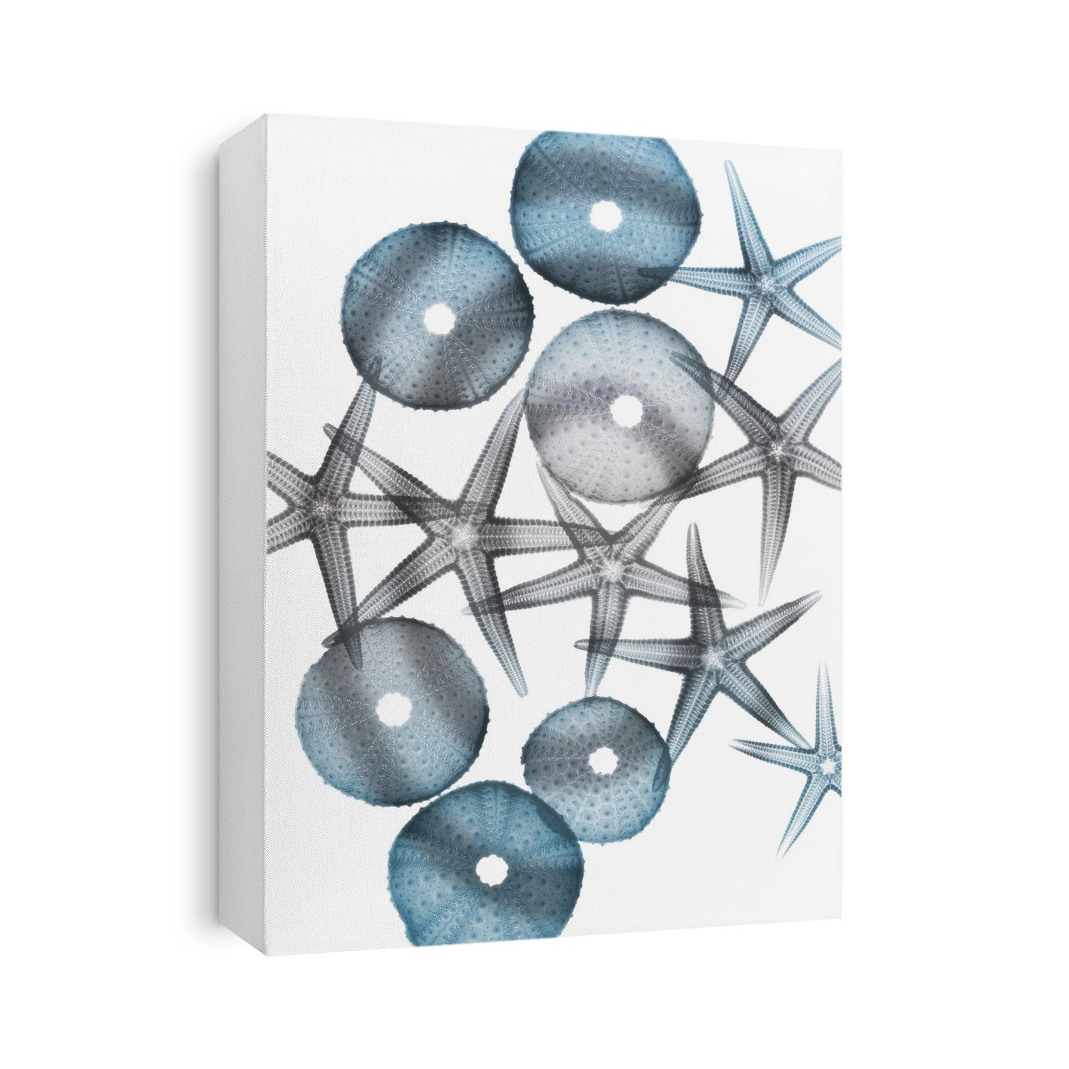 Xray Shells