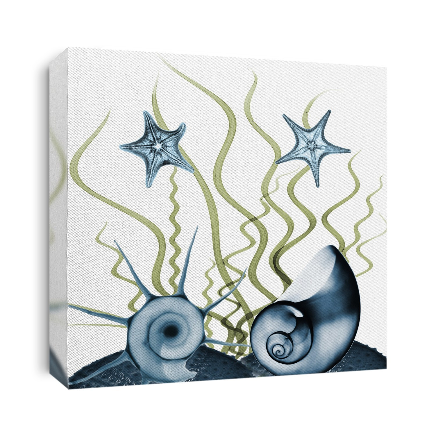 Xray Shells