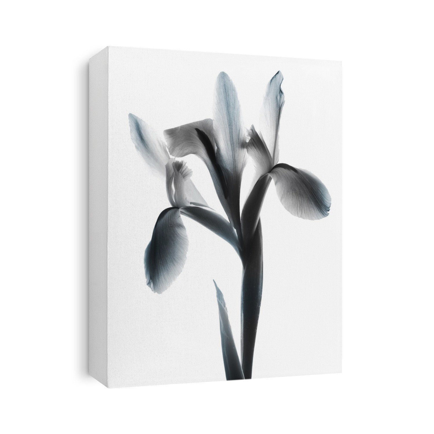 X-Ray