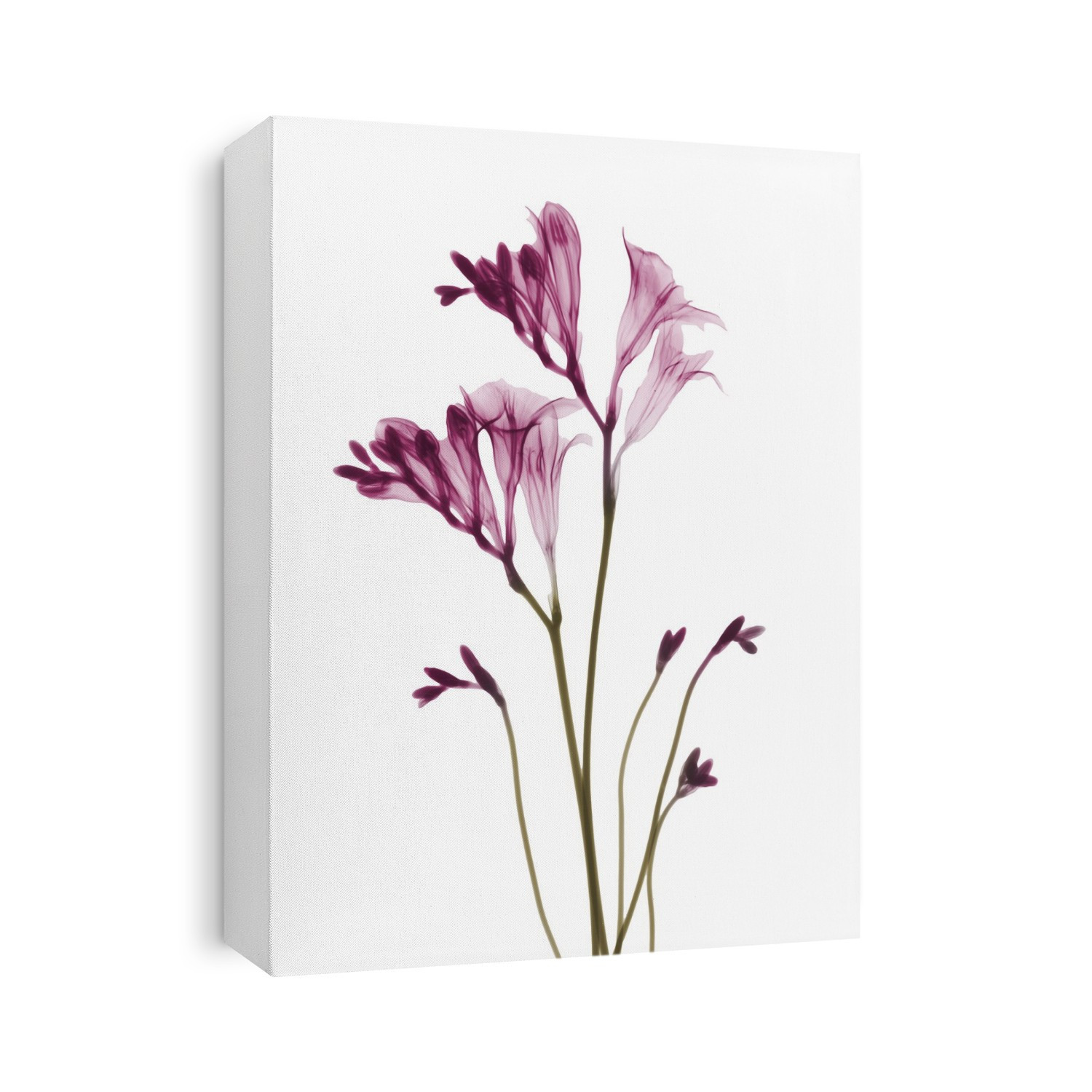 Xray Floral