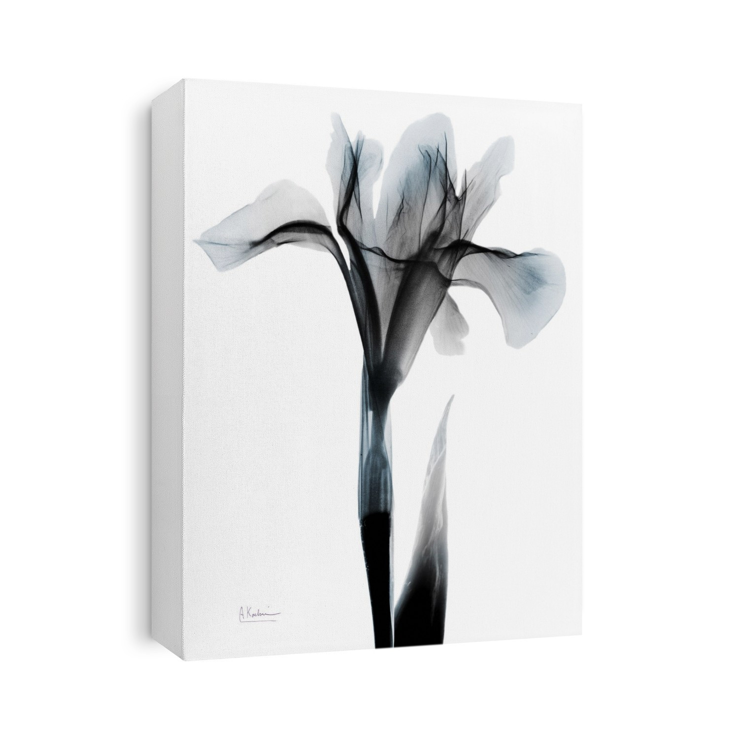 X-Ray