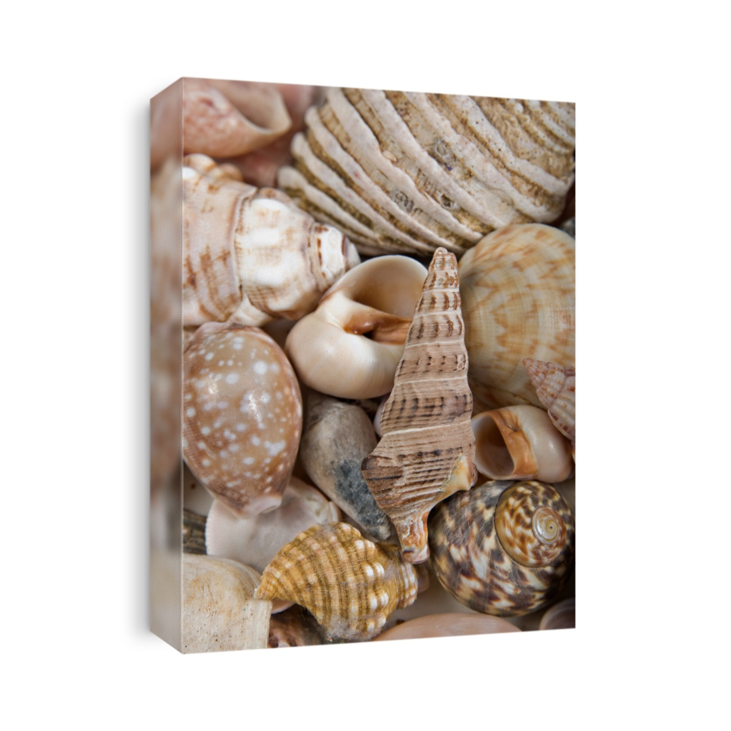 great image of seashells at the beach