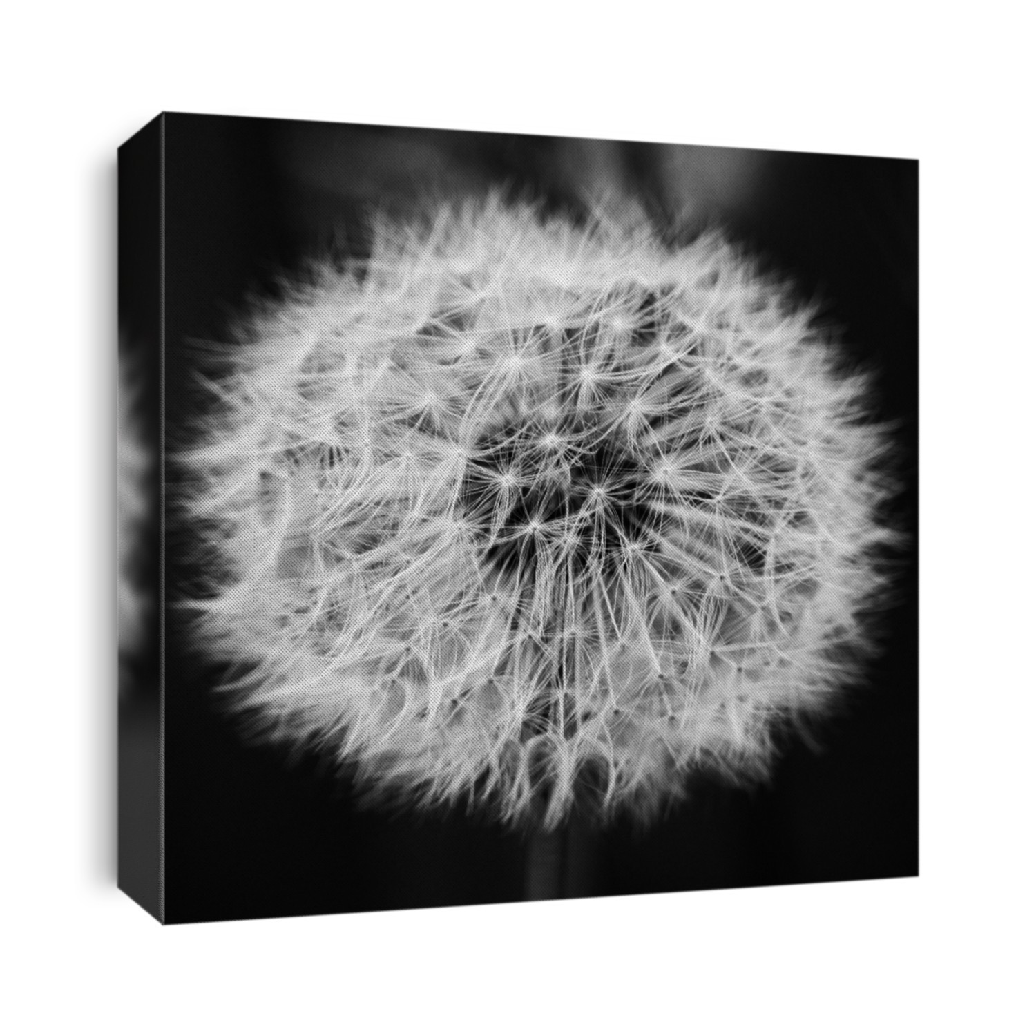 pusteblume 