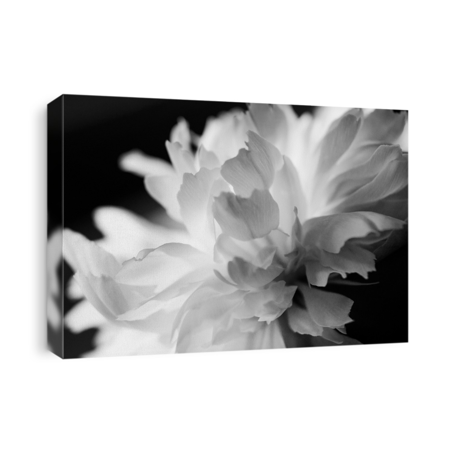 Black and white color minimal bloom peony soft light flower abstract background