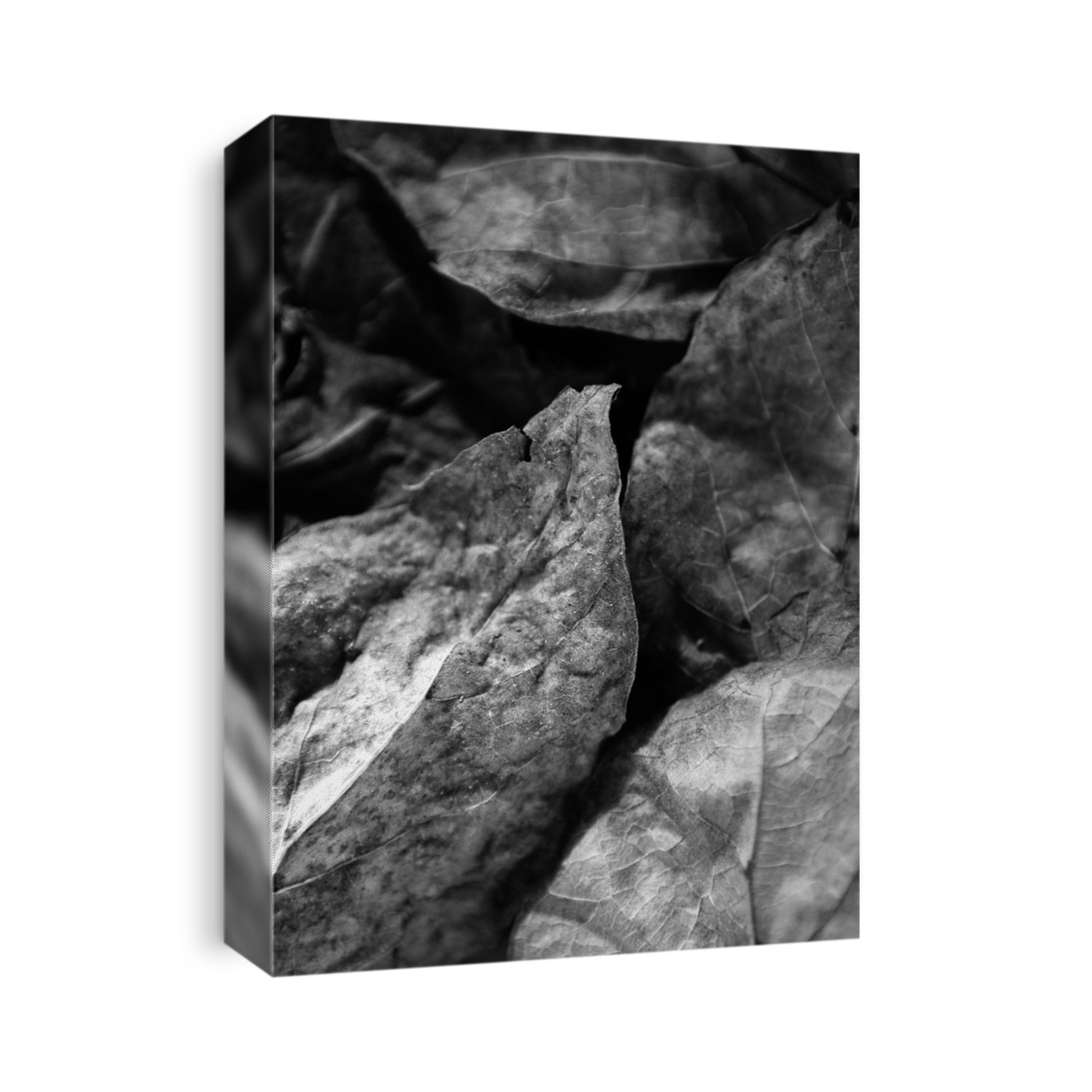 Autumn leaves in black and white, low key image