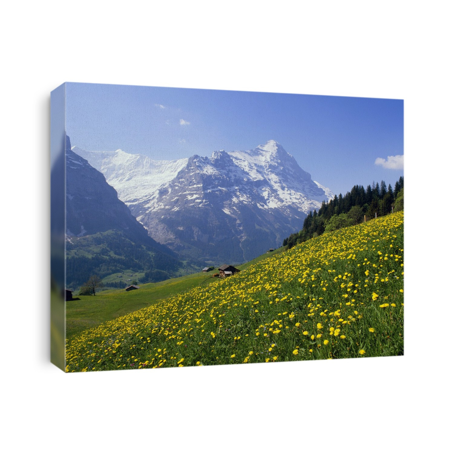 Daisies (type unidentified) flowering in an Alpine meadow, Switzerland.