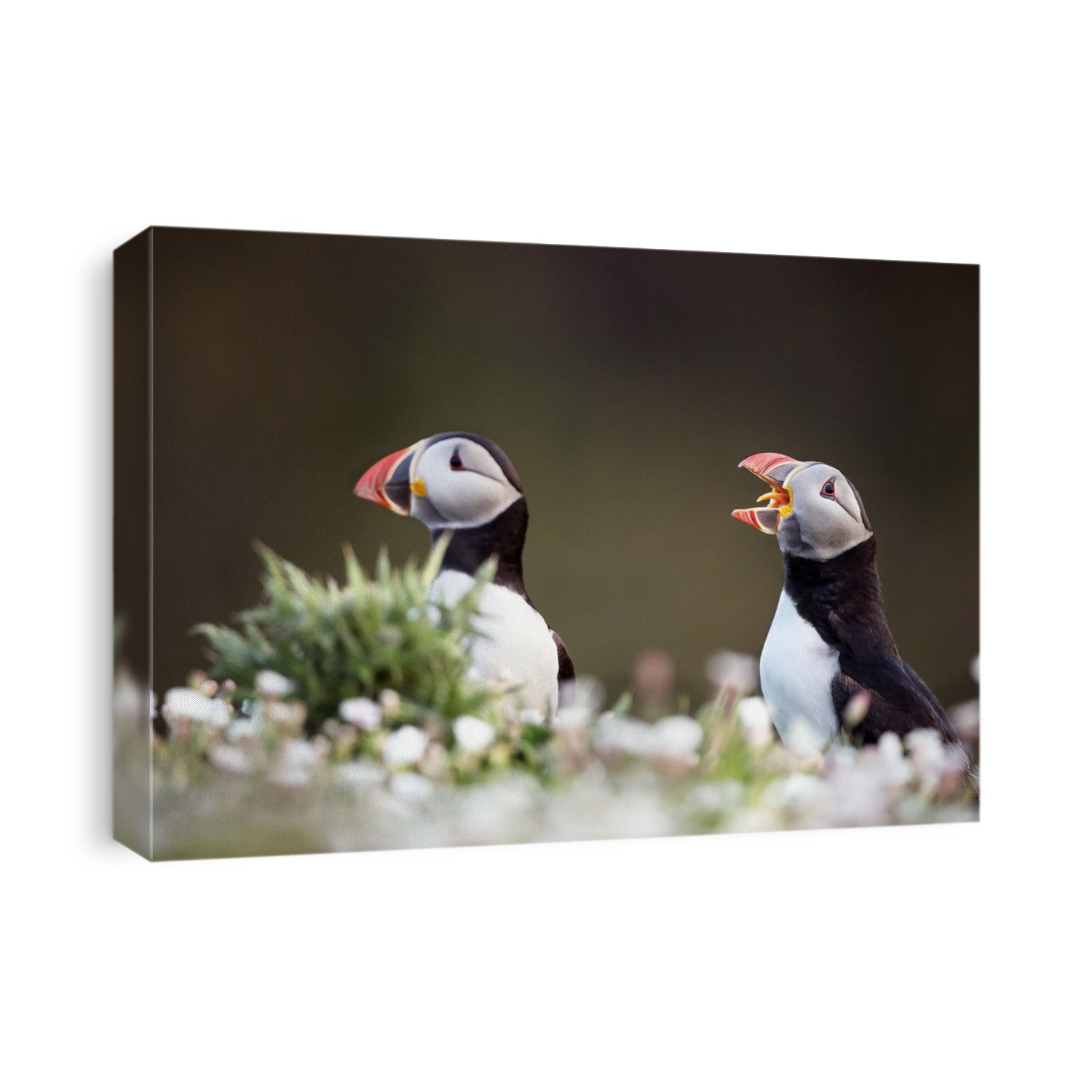 Atlantic puffins. Atlantic puffins (Fratercula arctica) feed primarily on fish and breed on the coasts of northern Europe, the Faroe Islands, Iceland and eastern North America, although they spend the winter months at sea. They grow to 34 centimetres high and have distinctive orange bill plates, which are shed after breeding.