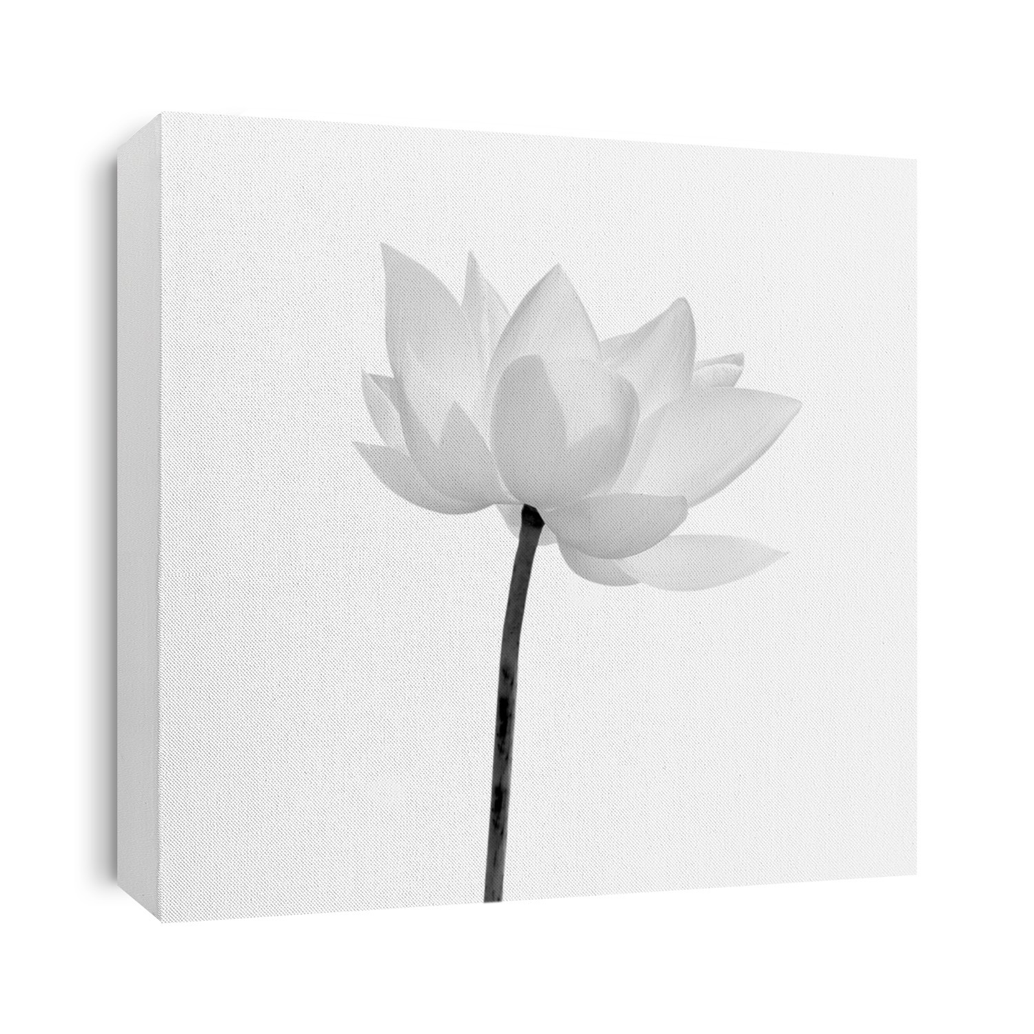 Black and white Lotus flower isolated on white background. File contains with clipping path so easy to work.