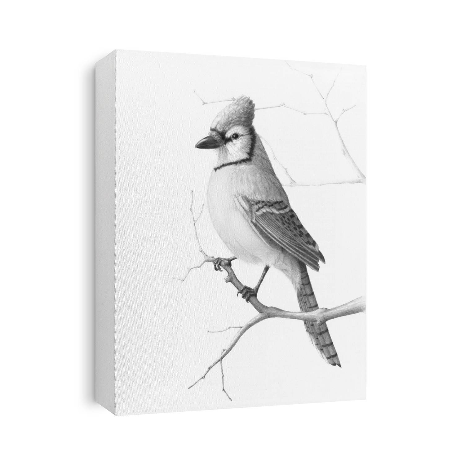 Illustration of a blue jay (Cyanocitta cristata) perched on a branch. This bird is native to North America.