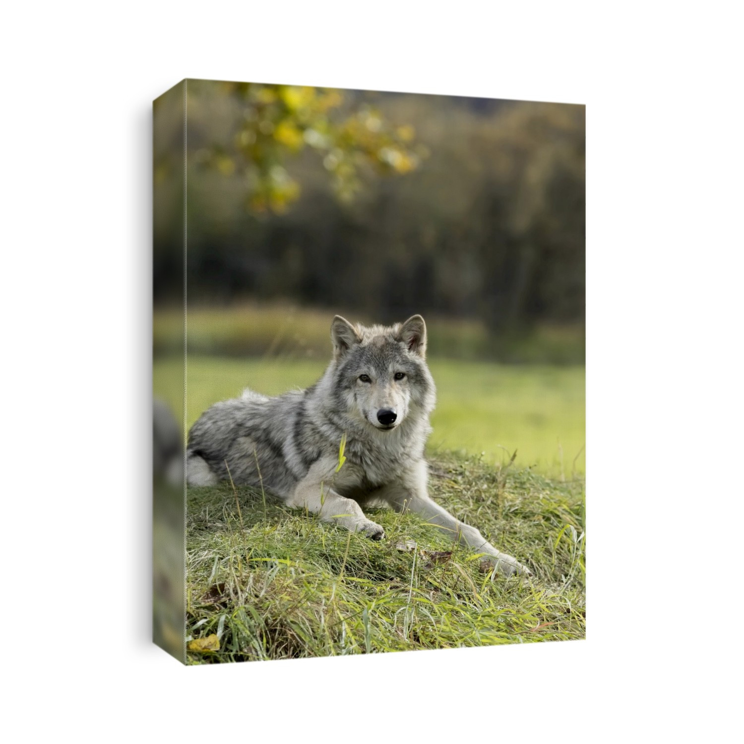 Female Gray Wolf (Canis Lupus), Captive, Alaska Wildlife Conservation Center; Portage, Alaska, United States Of America