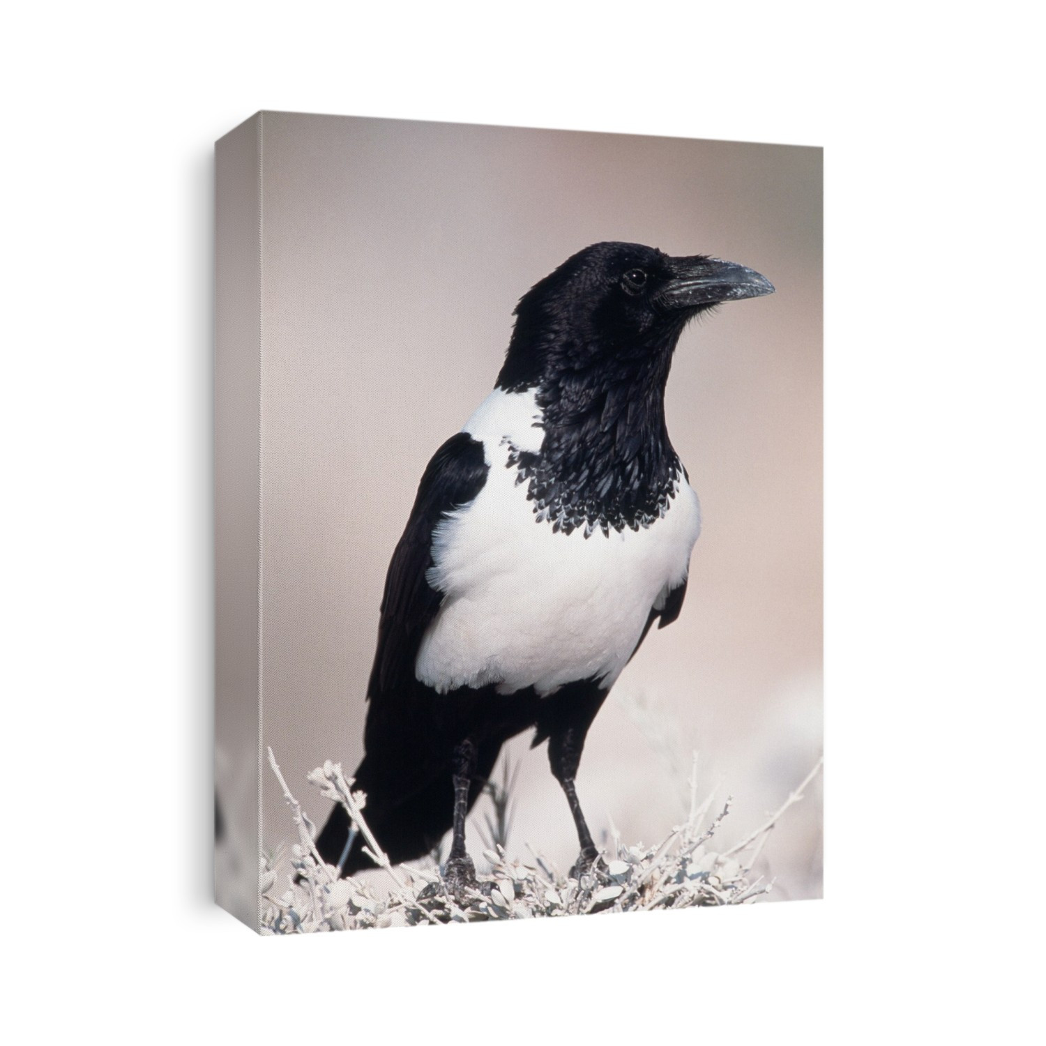 Pied crow (Corvus albus). Crows are omnivorous birds. This crow is found in open country with scattered trees, where it feeds on insects, eggs, young birds, seeds and other plant matter. It is also found around populated areas where it will feed on scraps of human food. It will flock to feed, roost and mob birds of prey. The pied crow is found in Africa south of the Sahara. Photographed in the Etosha National Park, Namibia.