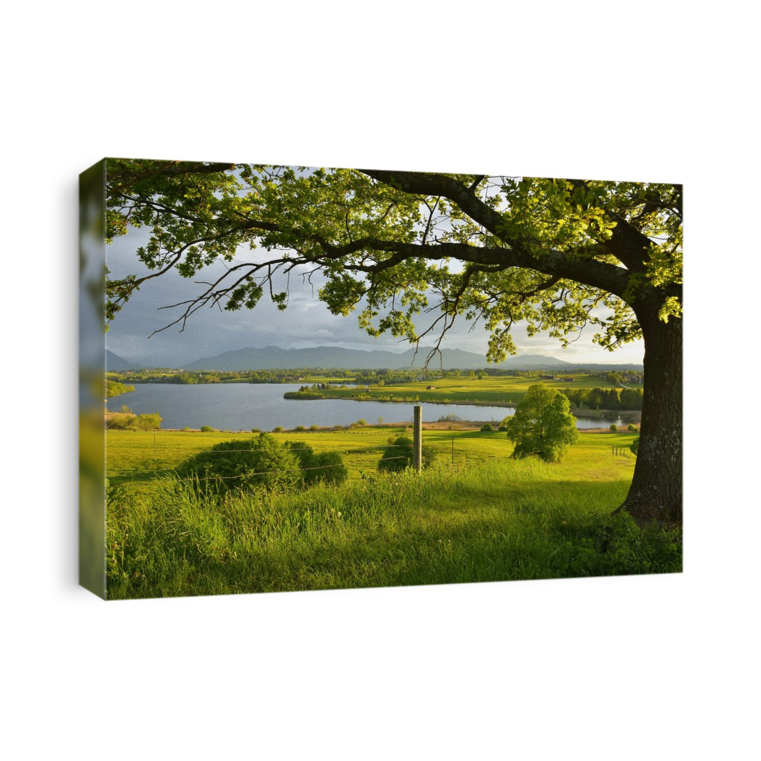 Countryside with Tree at sunset in spring, Lake Riegsee, Upper Bavaria, Bavaria, Germany