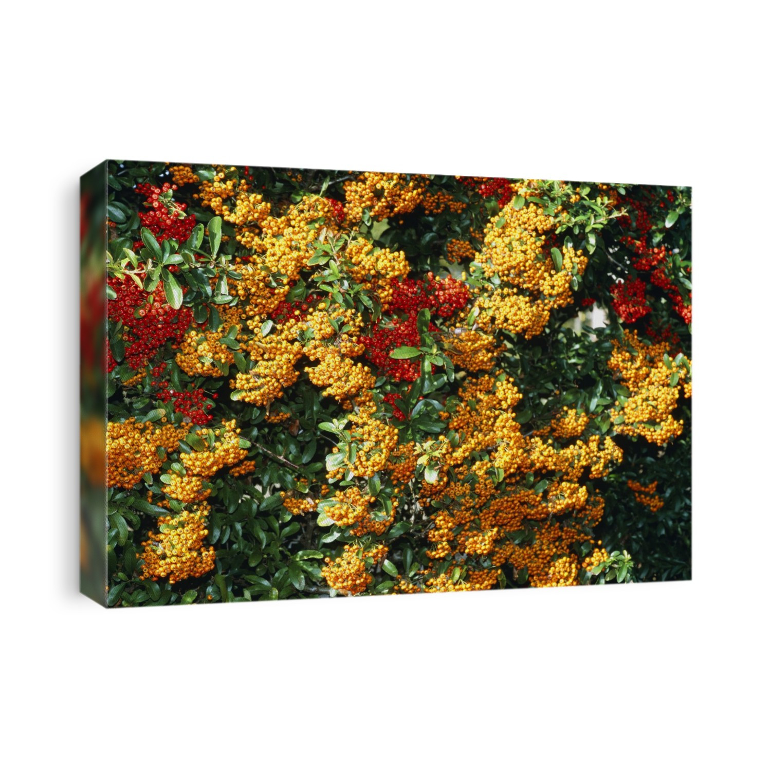 Pyracantha hedge. Closeup of orange and red berries on this thorny hedge. The thorns act as a very good barrier to intruders.