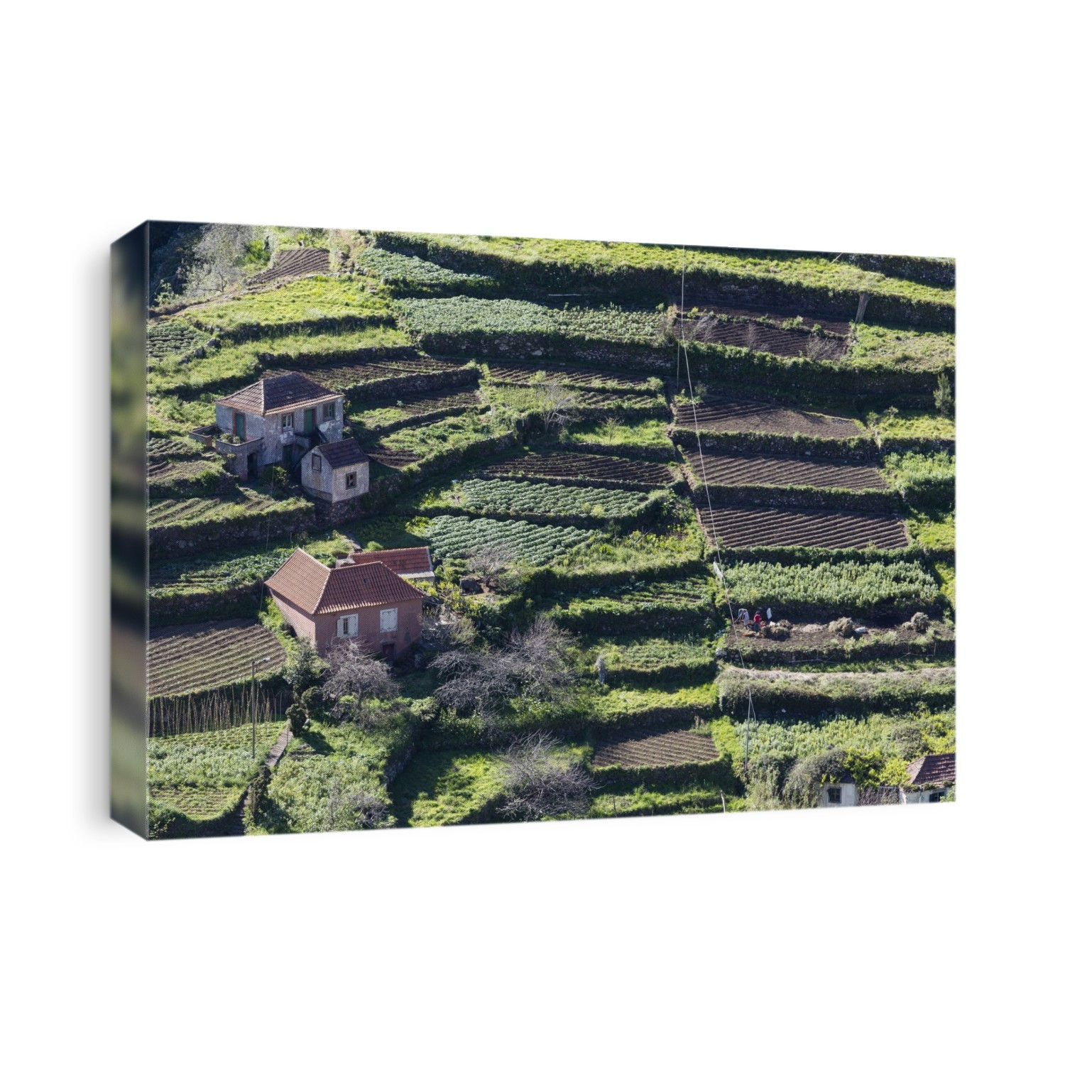 Terraced fields and farmhouses in central Madeira. Lack of flat land forced farmers to invest enormous amounts of labour into building and maintaining terraced fields.