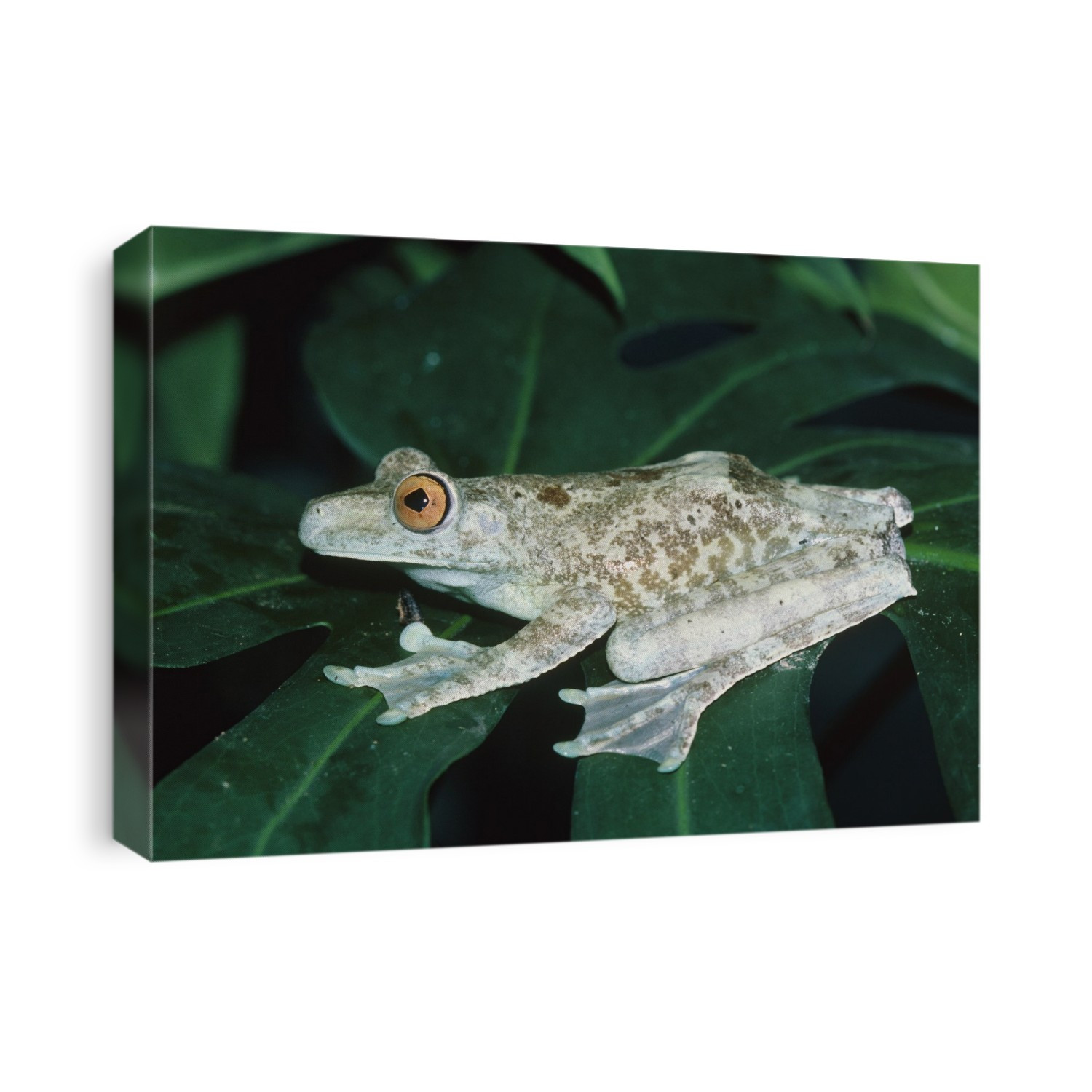 Hyla boans, the giant tree frog found in tropical South America & (as here) on the Caribbean island of Trinidad. Males call from high in trees near the edge of rivers. Calling is a means of attracting mature females who are ready for spawning. During the dry season they descend to dig circular pits in the gravel beside the river in which spawning occurs. When the water level rises the tadpoles are swept into the river.