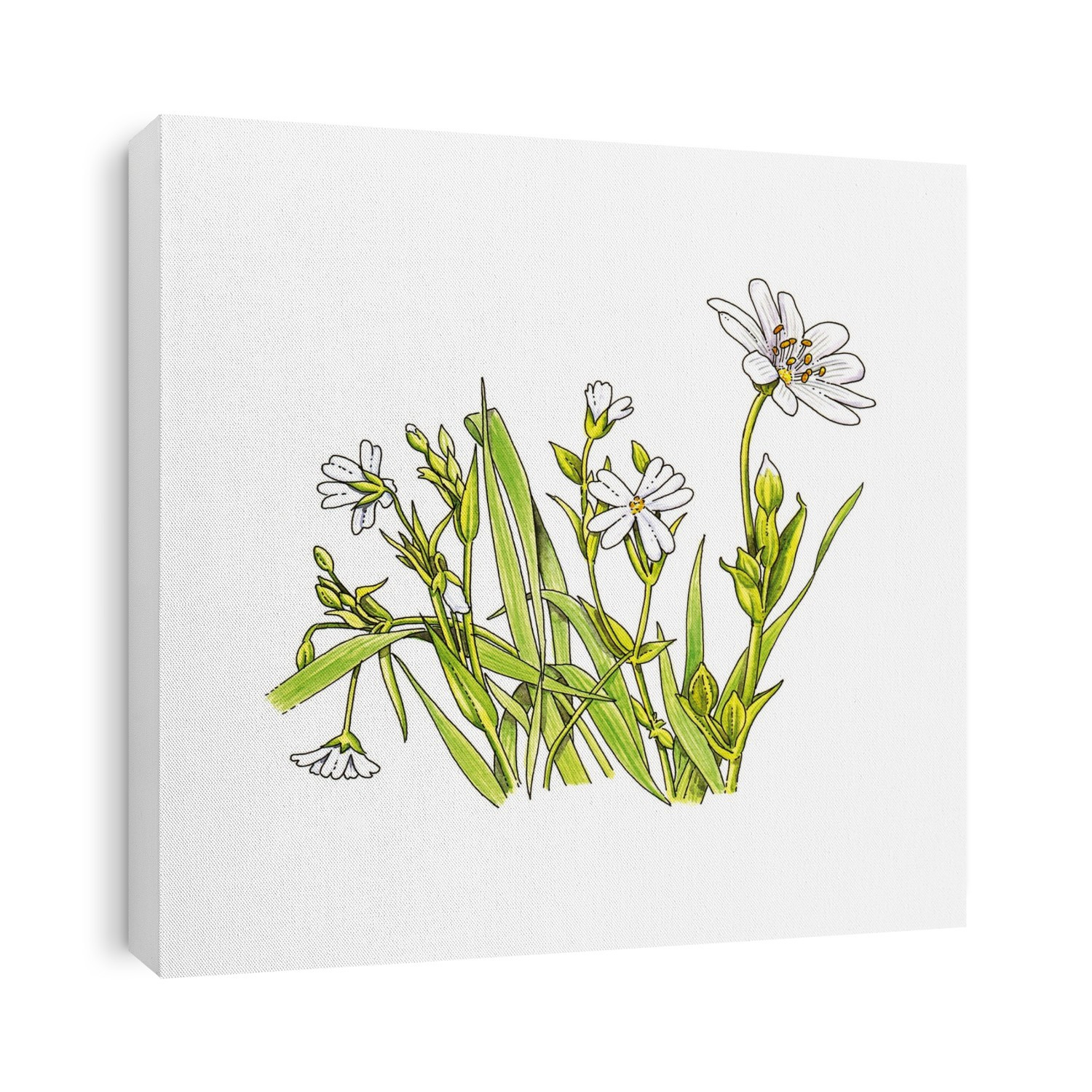 Greater stitchwort (Stellaria holostea) flowers, artwork.