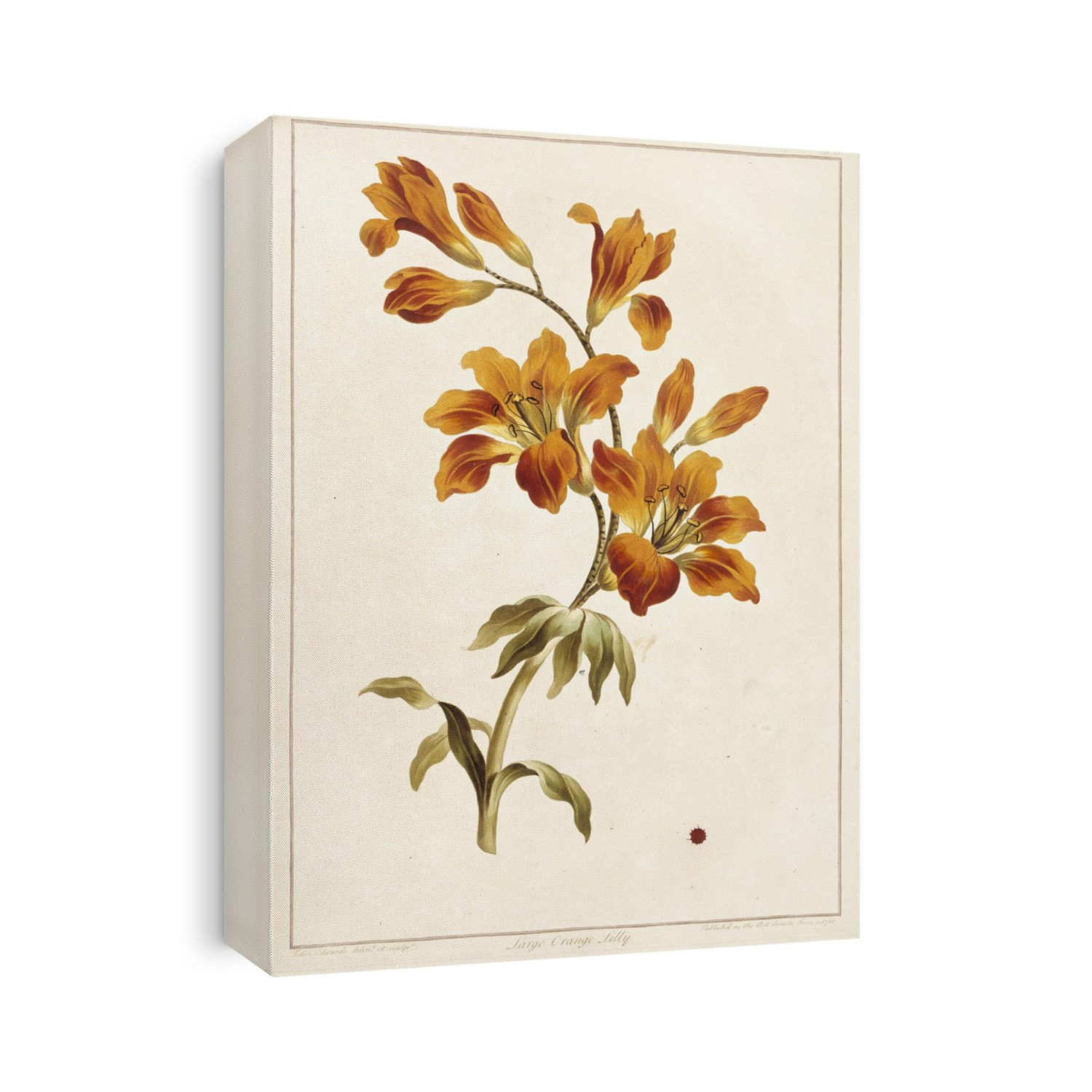 Large orange lily (Lilium bulbiferum). Also known as the Fire Lily or Tiger Lily. Artwork from 'A Collection of Flowers' by John Edwards (1795).