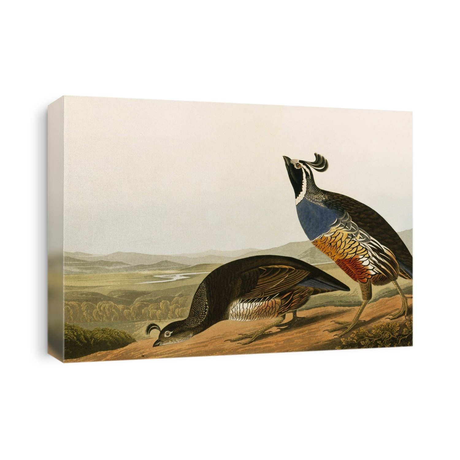Californian quail (Callipepla californica). Illustration from 'Birds of America', by John James Audubon (1835-1838).
