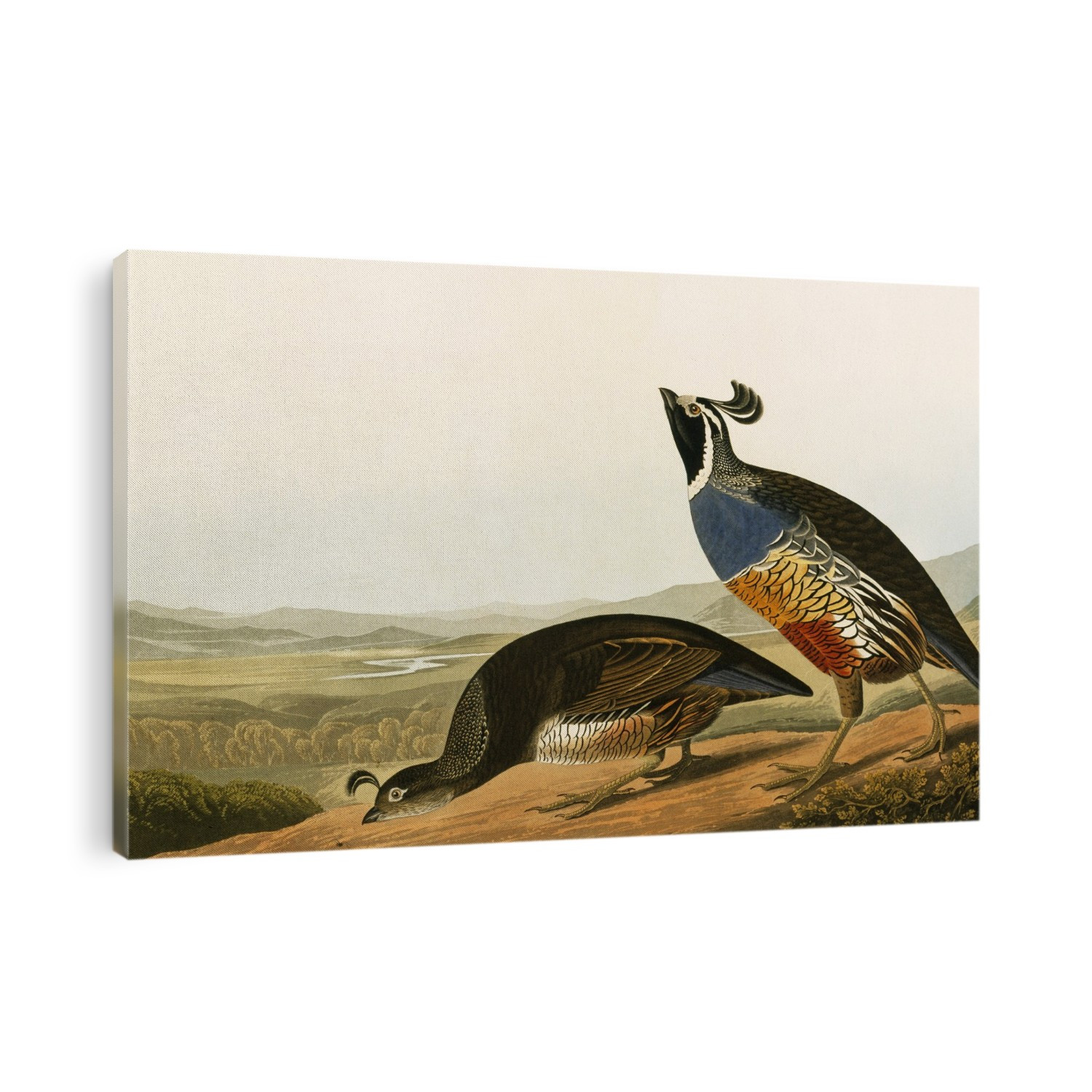Californian quail (Callipepla californica). Illustration from 'Birds of America', by John James Audubon (1835-1838).