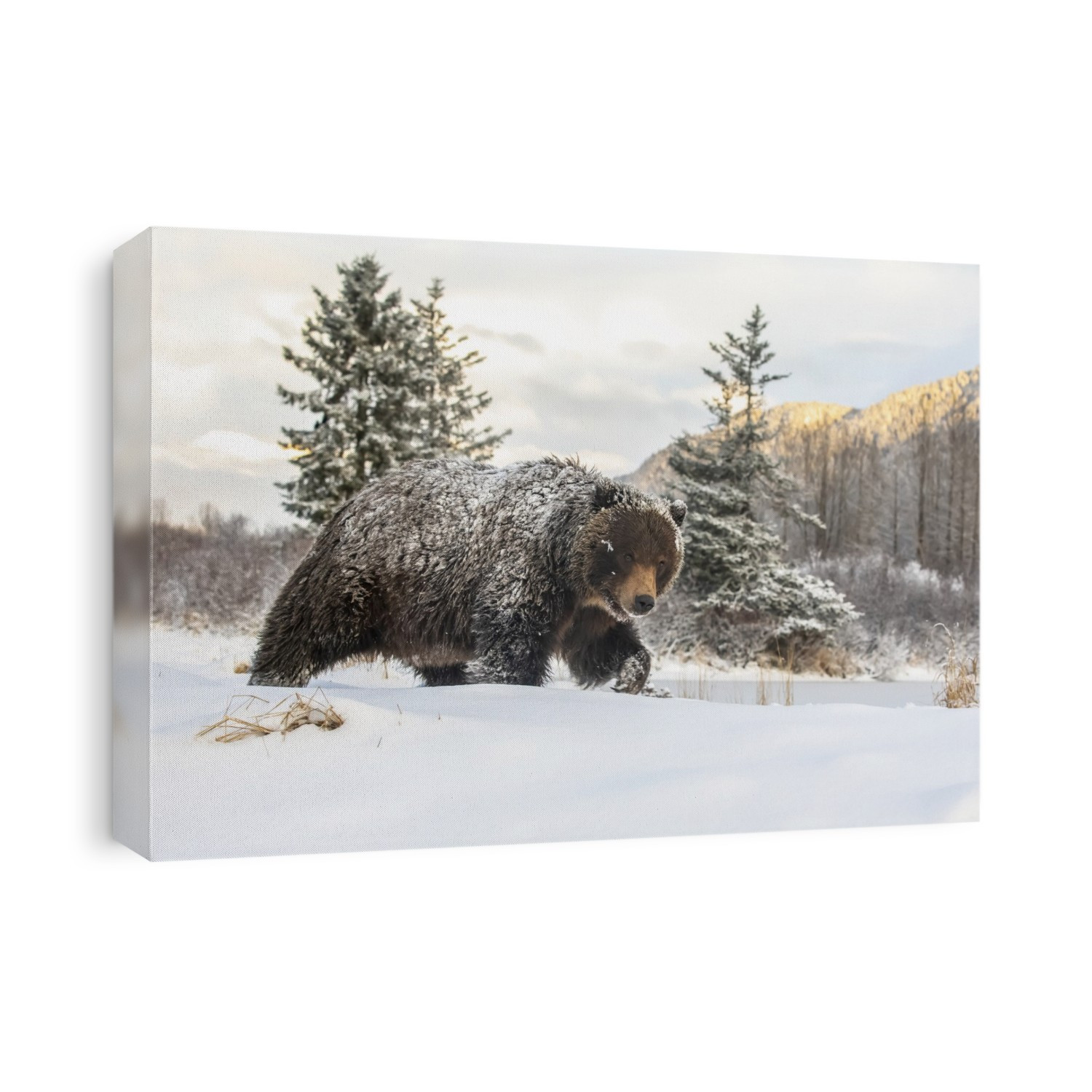 Grizzly bear (Ursus arctic sp.) walking in the snow, Alaska Wildlife Conservation Center, South-central Alaska; Portage, Alaska, United States of America