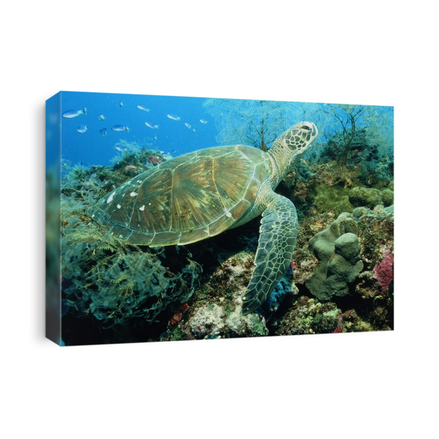 Green turtle. View of a green turtle (Chelonia mydas) on a coral reef. The turtle is surrounded by sea plants and small fish (upper left). The green turtle is a large aquatic reptile which lives in warm seas throughout the world. It stays close to coasts for most of its life, eating the plants which are abundant there. It may reach a length of over 150 centimetres. Despite their entirely aquatic existence, the females still return to beaches to lay their eggs, almost always the beach where they themselves were born. Photographed on the Ningaloo Reef, western Australia.