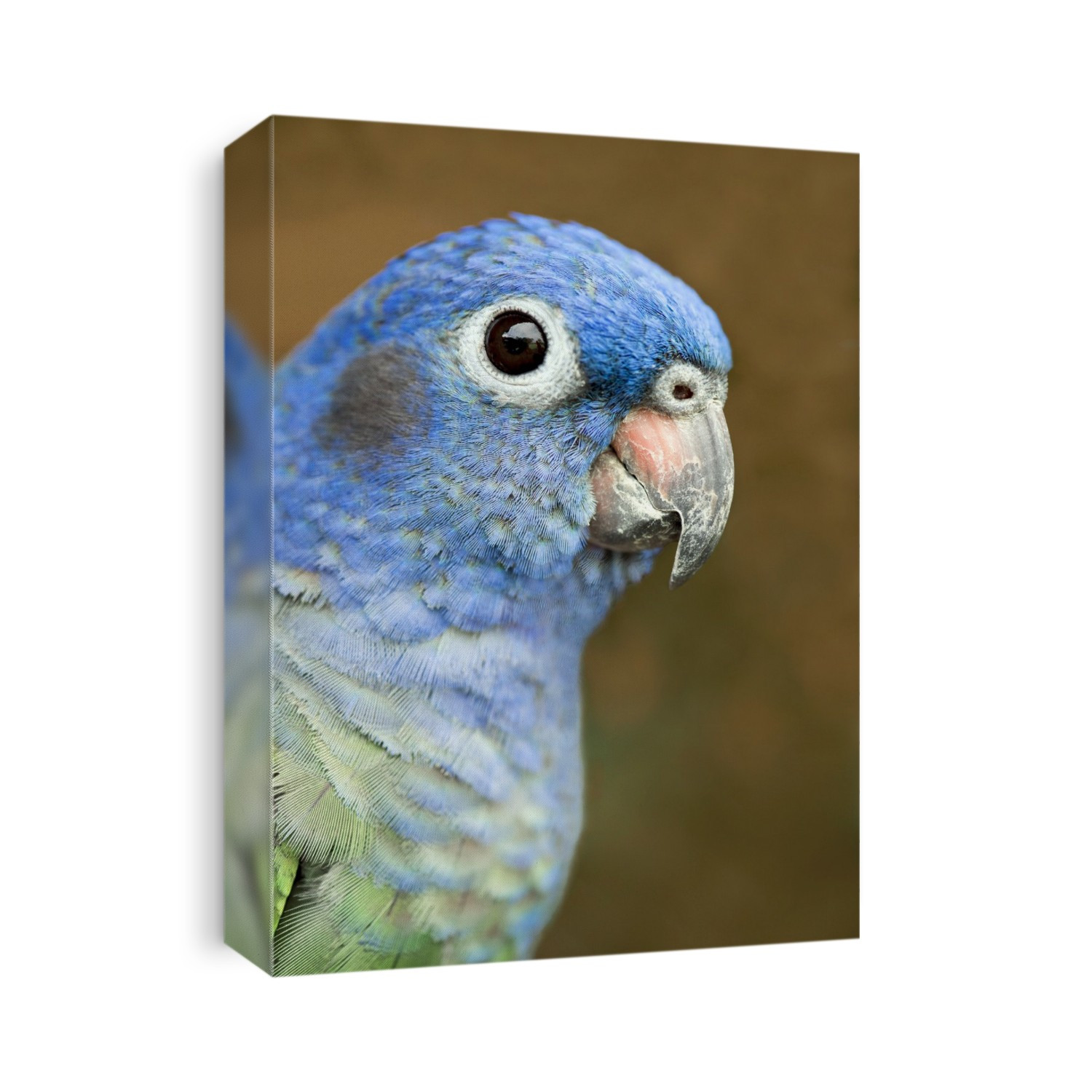 Blue-headed parrot (Pionus menstruus). Photographed in the Amazon rainforest, Peru.