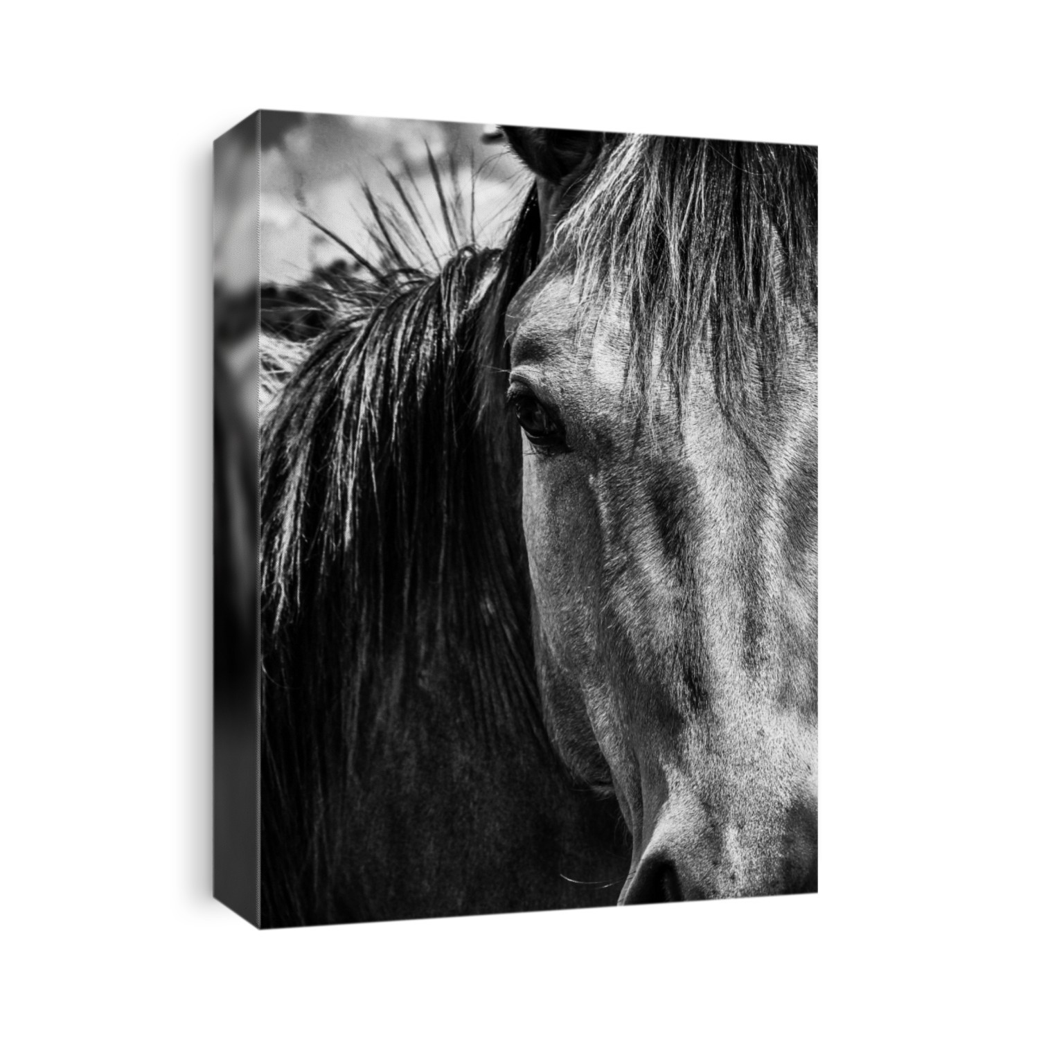 Close up of a Quarter Horse
