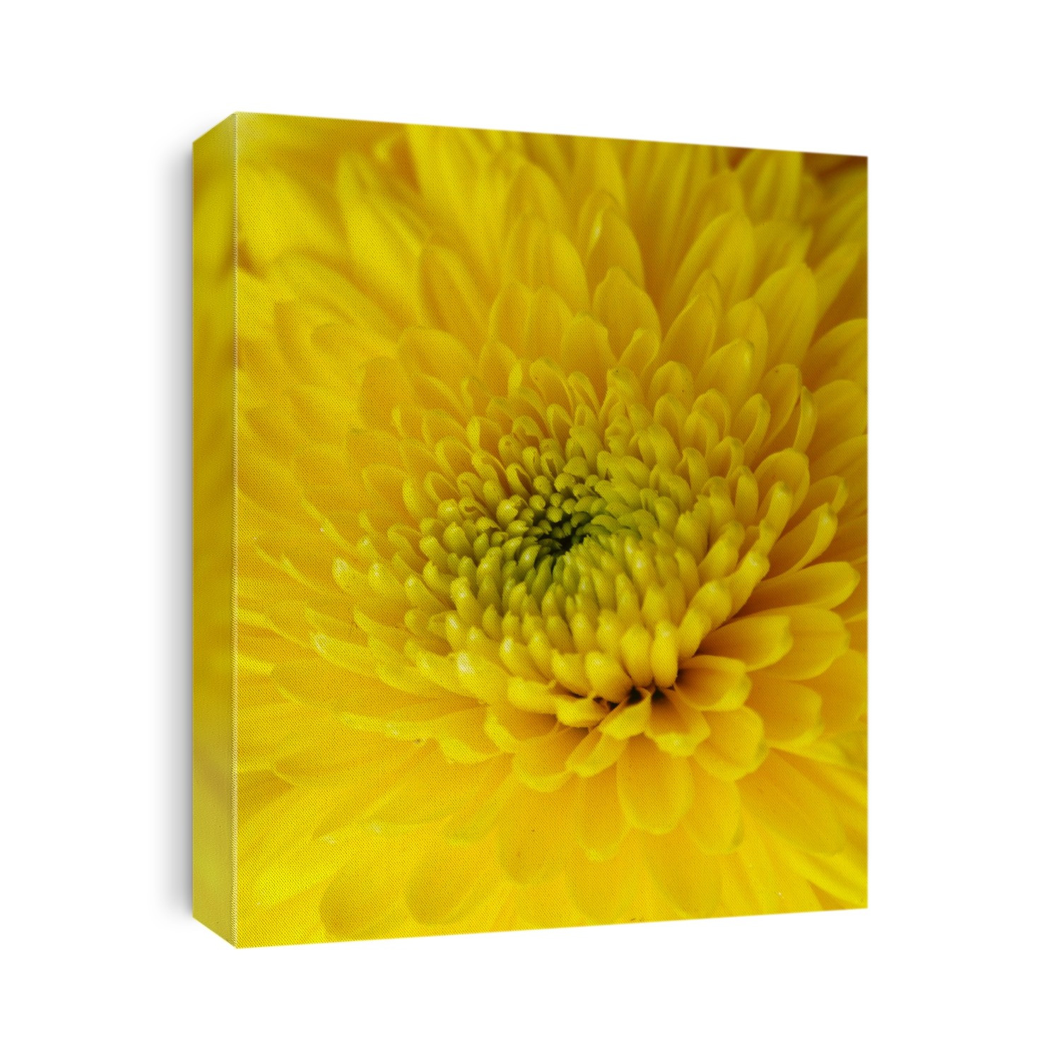 United Kingdom, full frame of a yellow Chrysanthemum flower (Chrysanthemum sp.)