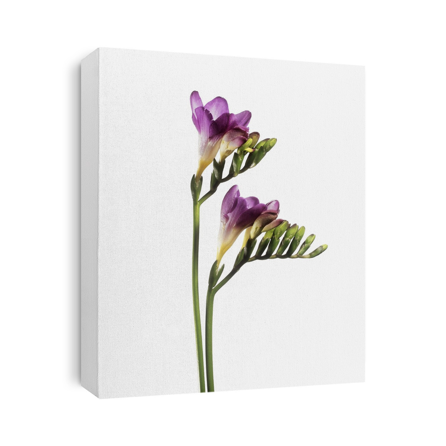 Freesia (Freesia sp.) stems with flowers and buds.