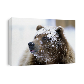 Bears