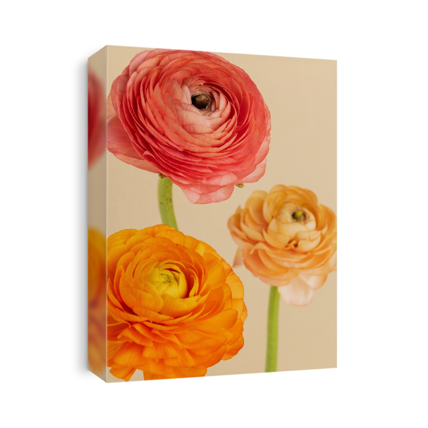Blooming ranunculus flowers botanical collection