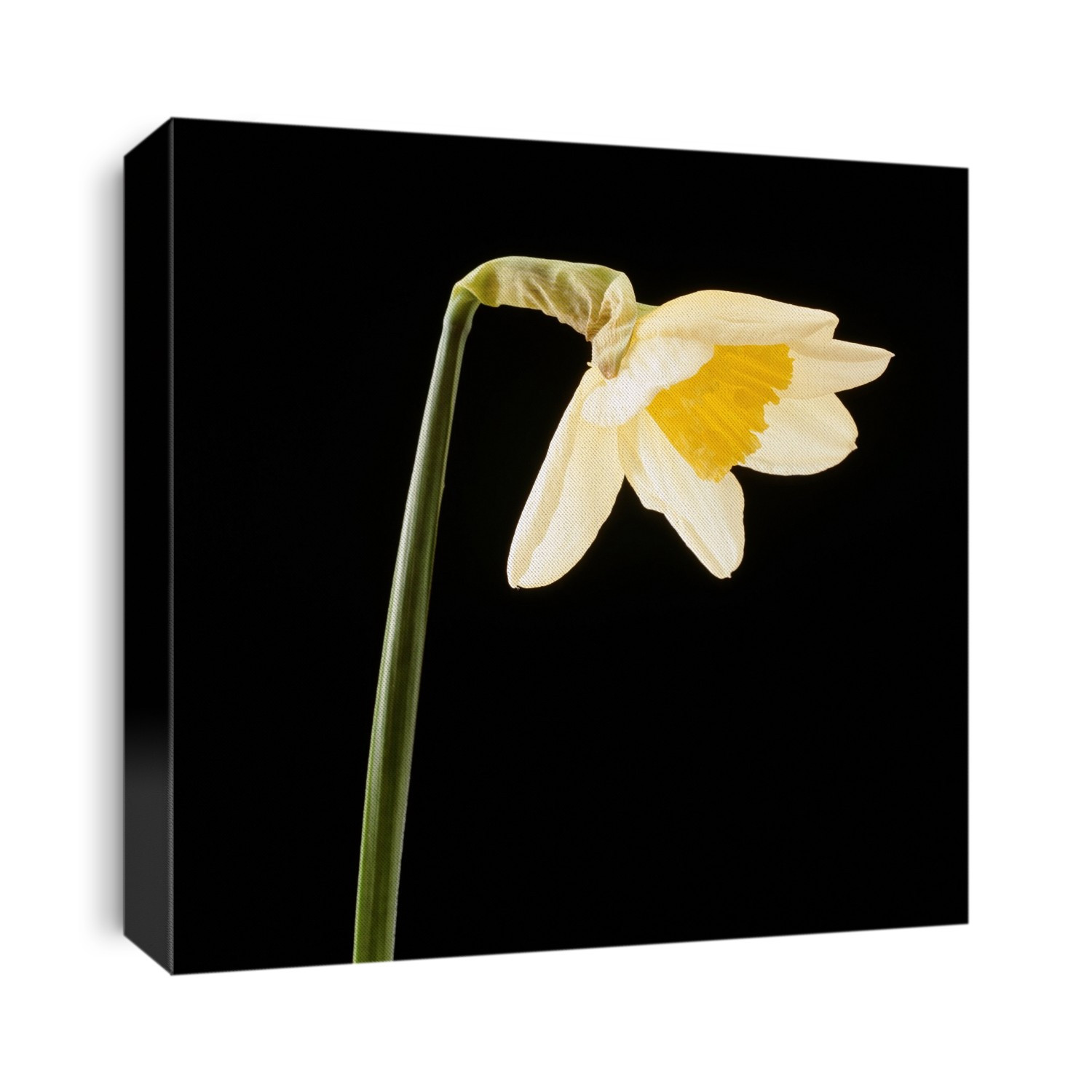 Narcissus (daffodil) flower opening sequence. Part 5 of 6.