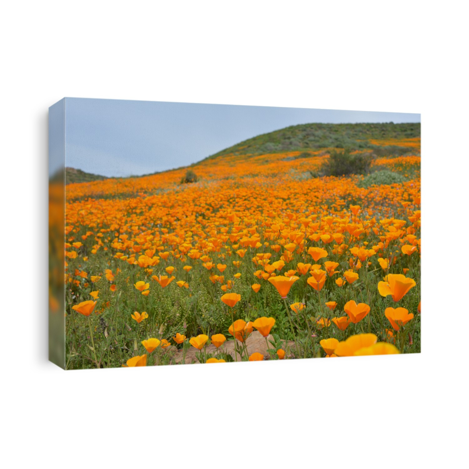 Orange Poppy Flowers Spring California 