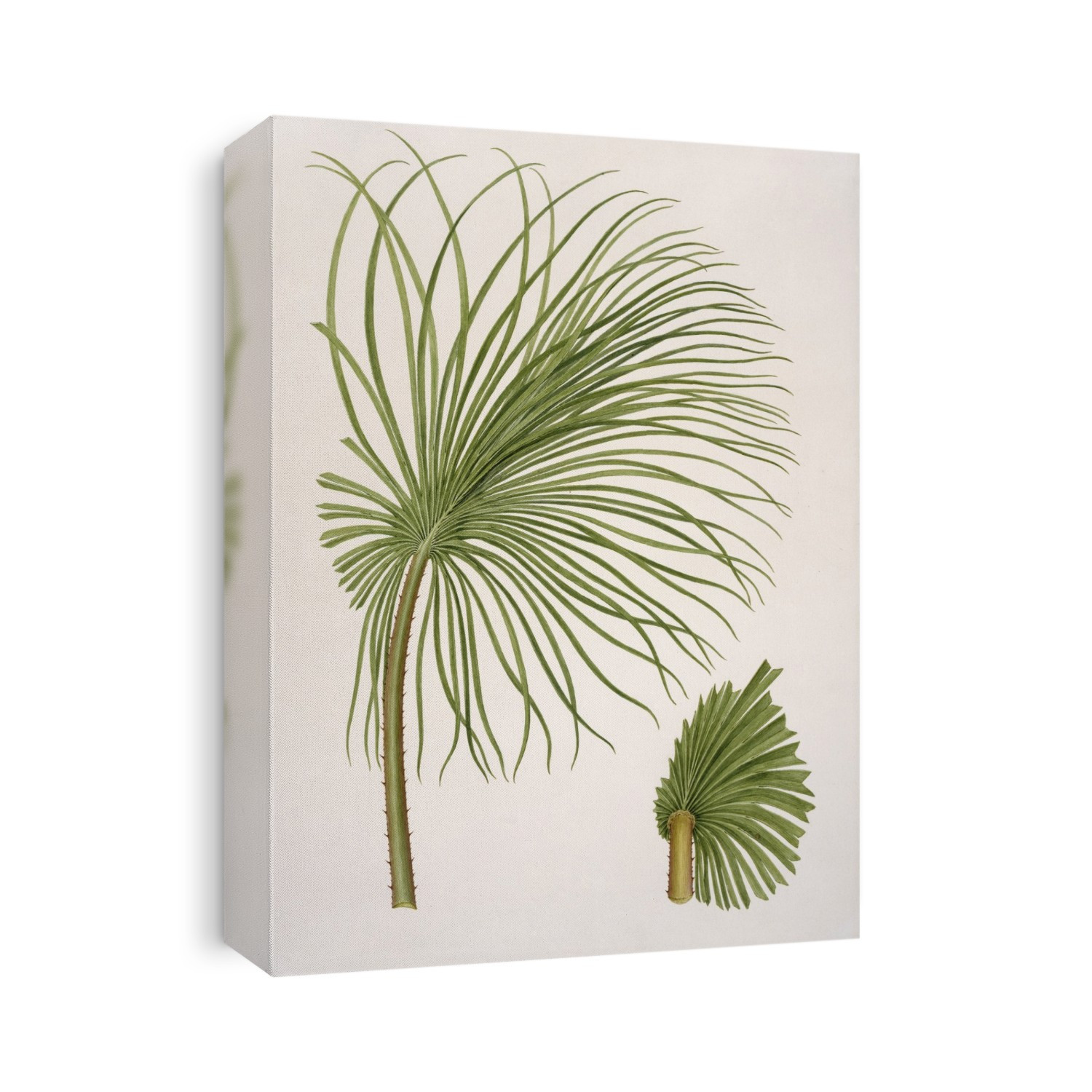 Sand palm (Livistona humilis). Illustration from 'Botanical Drawings from Australia' by Ferdinard Bauer (1760-1826).