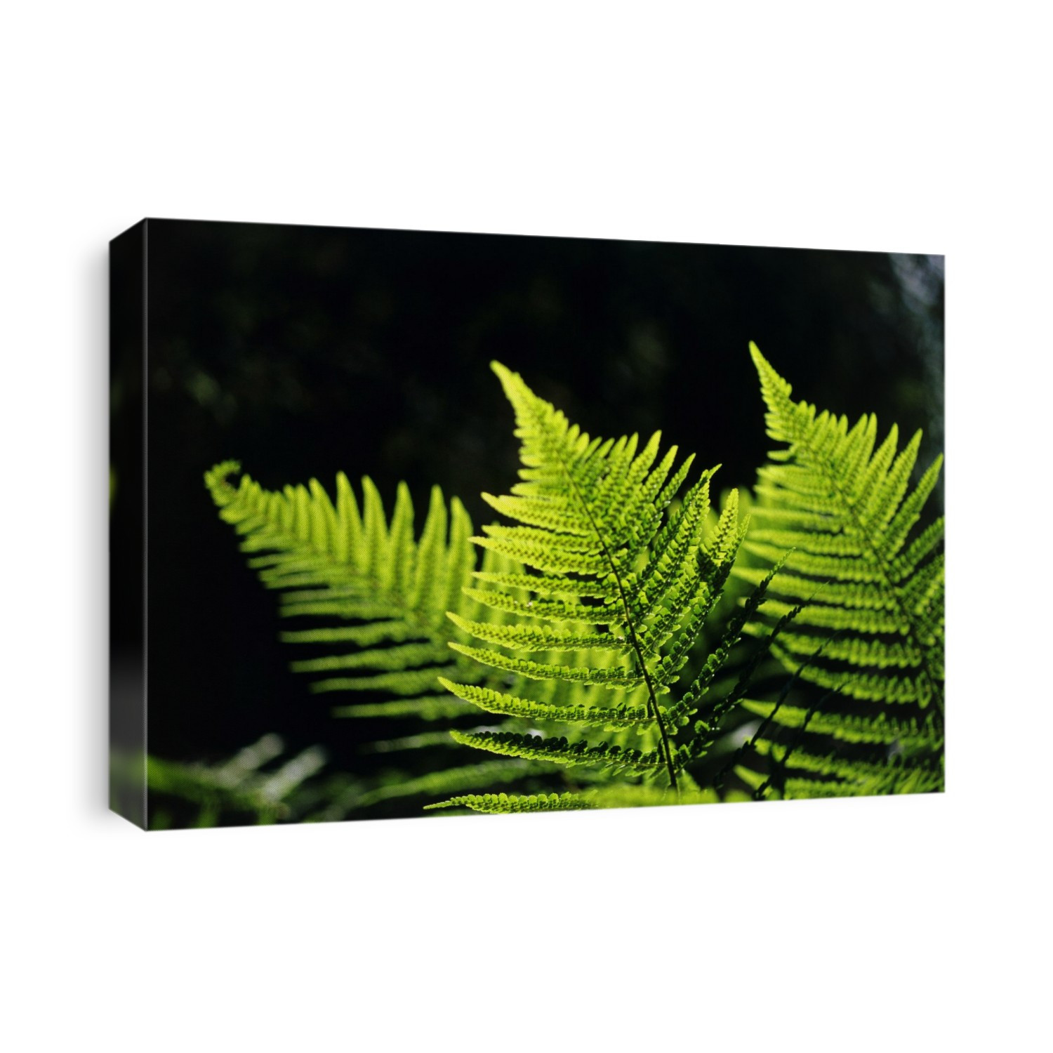 Fern fronds. Fronds of the male fern (Dryopteris felix-mas).