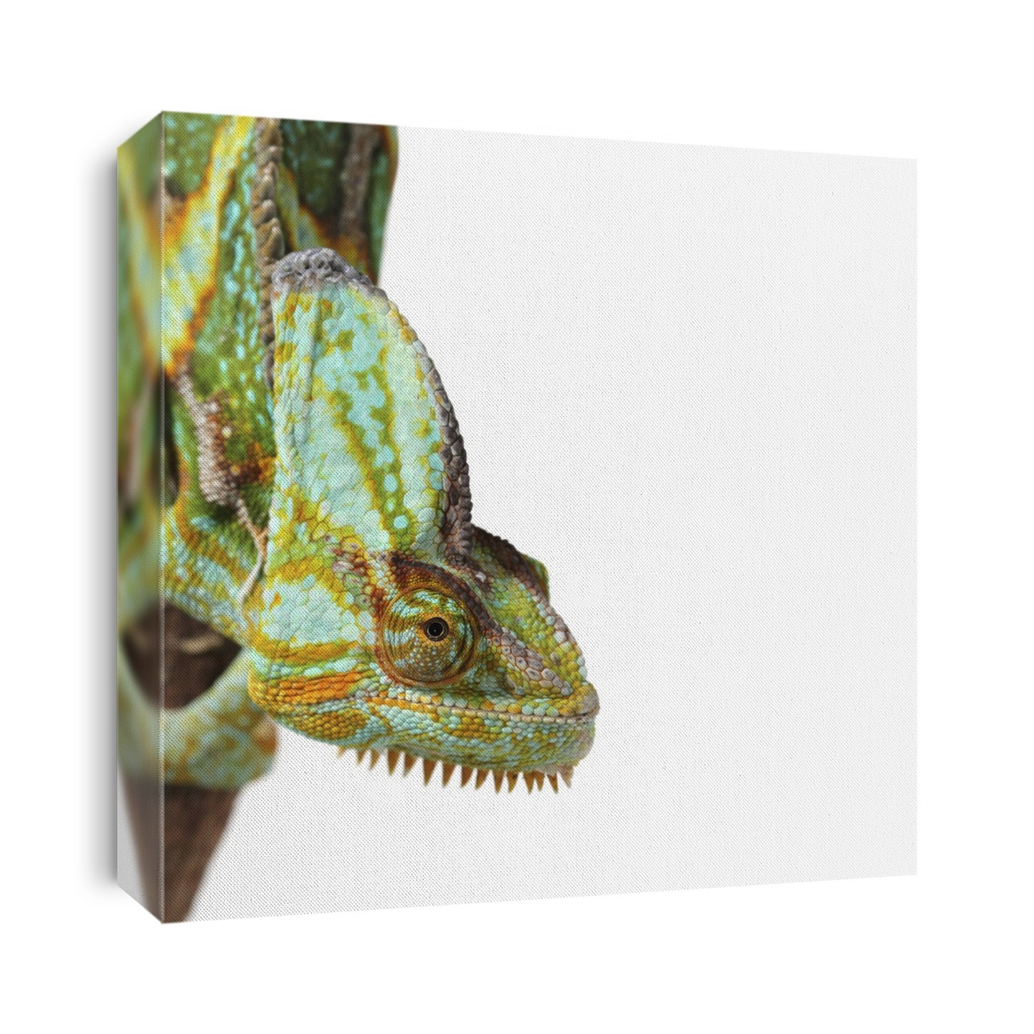 Veiled chameleon (Chamaeleo calyptratus). This large species of chameleon is found in the mountain regions of Yemen, the United Arab Emirates, and Saudi Arabia. It is also sometimes referred to as the Yemen chameleon.